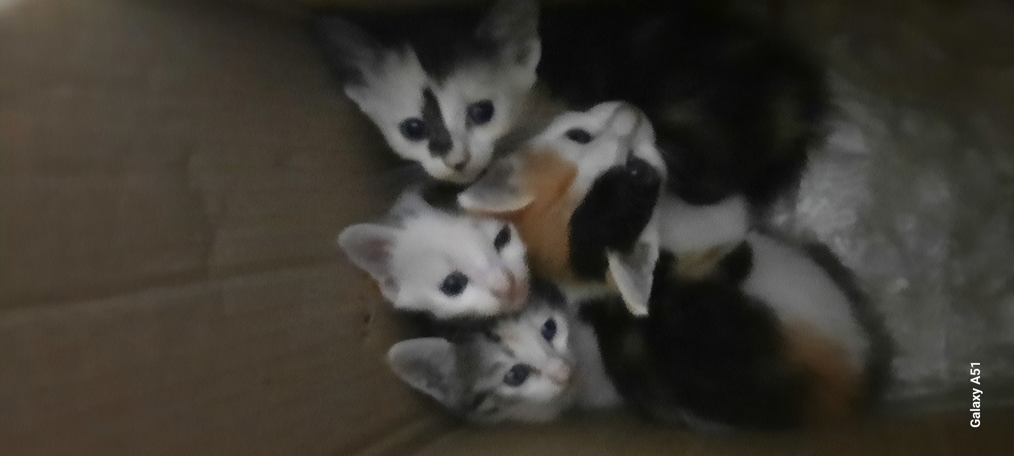 The image shows a group of five kittens huddled together in a cardboard box. The kittens appear to be very young and have different fur patterns, including tabby, calico, and solid white. The box is brown and textured, suggesting it is made of corrugated cardboard. The background is blurry, but it appears to be indoors with dim lighting. The bottom left corner of the image displays the text "Galaxy A51", indicating the device used to capture the photograph. There is no information available in the image that would allow for the identification of a specific location in Ploso, Indonesia.