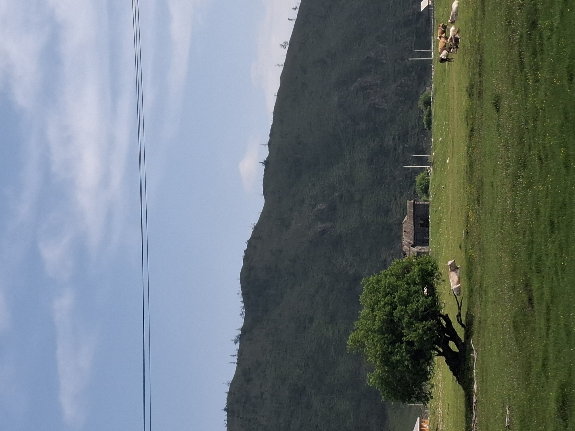 A scenic view of a grassy field in Bugul'deika, Russia, with a gentle slope of a mountain covered in sparse vegetation in the background. A large, leafy tree with a twisted trunk stands prominently in the foreground, to the left of a cow resting in the grass. Several other cows are scattered across the field, some grazing and others lying down. Two rustic wooden structures, possibly abandoned farm buildings, are visible in the middle ground. A bright orange building is partially visible on the far left. The sky is a clear blue with a few wispy clouds, and two thin, dark power lines stretch horizontally across the upper portion of the frame. The overall impression is one of rural tranquility.