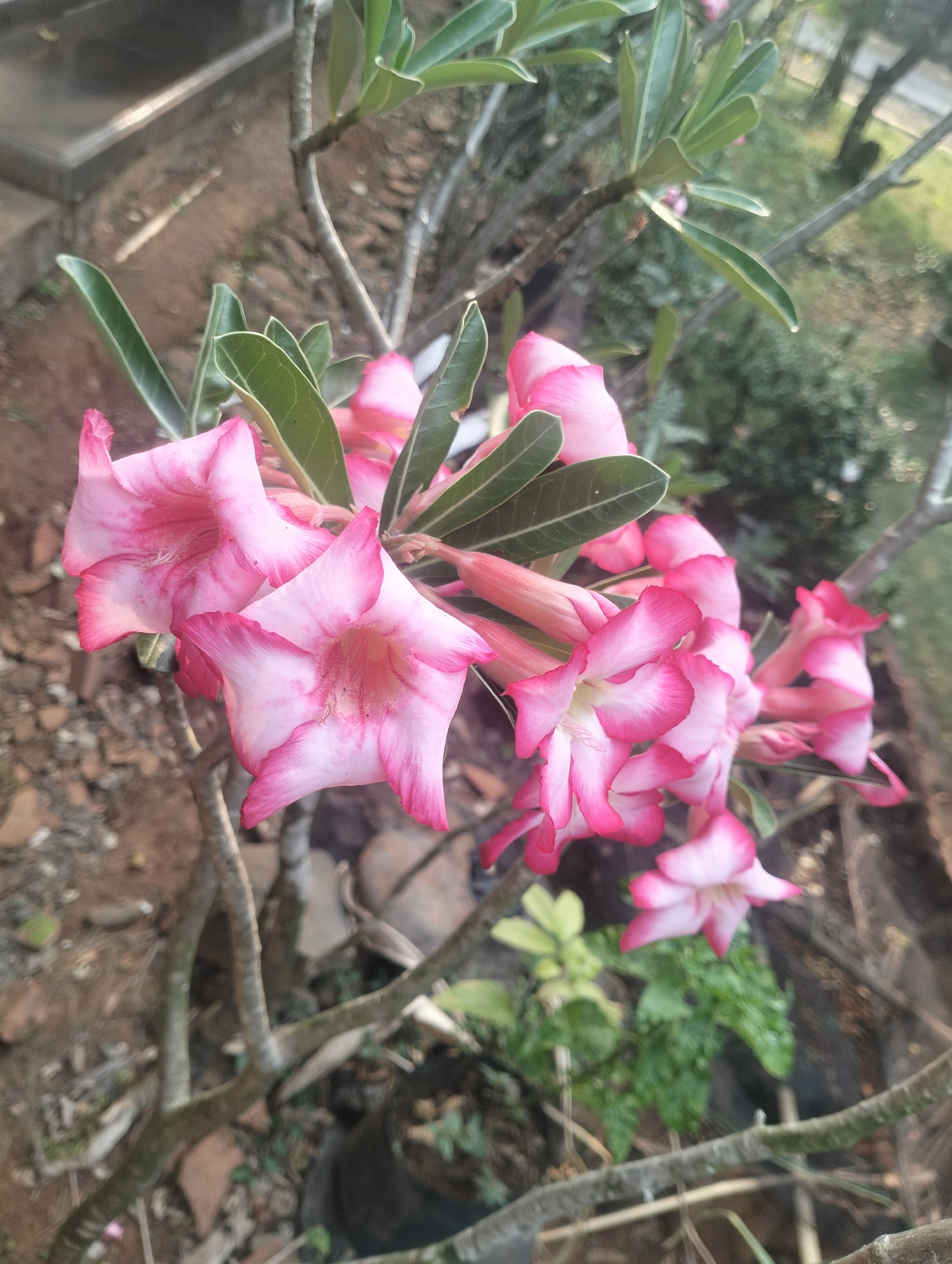 In Kaligarang, Indonesia, this image captures a close-up view of a flowering plant, likely an Adenium, with its distinctive trumpet-shaped blooms. The flowers are a vibrant gradient of pink and white, with deeper pink edges and streaks of crimson radiating from the center. Several blossoms are in full bloom, while others remain as buds, some elongated and pointed, others plump and rounded. The petals appear delicate and slightly ruffled.
The plant has woody, greyish-brown branches and thick, fleshy stems, characteristic of desert roses. Its leaves are elongated, lance-shaped, and a healthy, deep green, providing a contrast to the bright flowers. The foliage is arranged in clusters, some leaves catching the light.
The background is softly blurred, suggesting the image was taken with a shallow depth of field. It hints at an outdoor environment with dappled sunlight. We can discern loose soil and small pebbles or broken pieces of terracotta scattered on the ground, indicating the plant is in a garden setting. A dark plastic pot is partially visible in the lower right quadrant, suggesting the plant might be potted or nearby potted plants. In the distance, a hint of green foliage and the suggestion of trees or other plants can be seen, bathed in what appears to be natural light. The overall impression is one of natural beauty and growth.