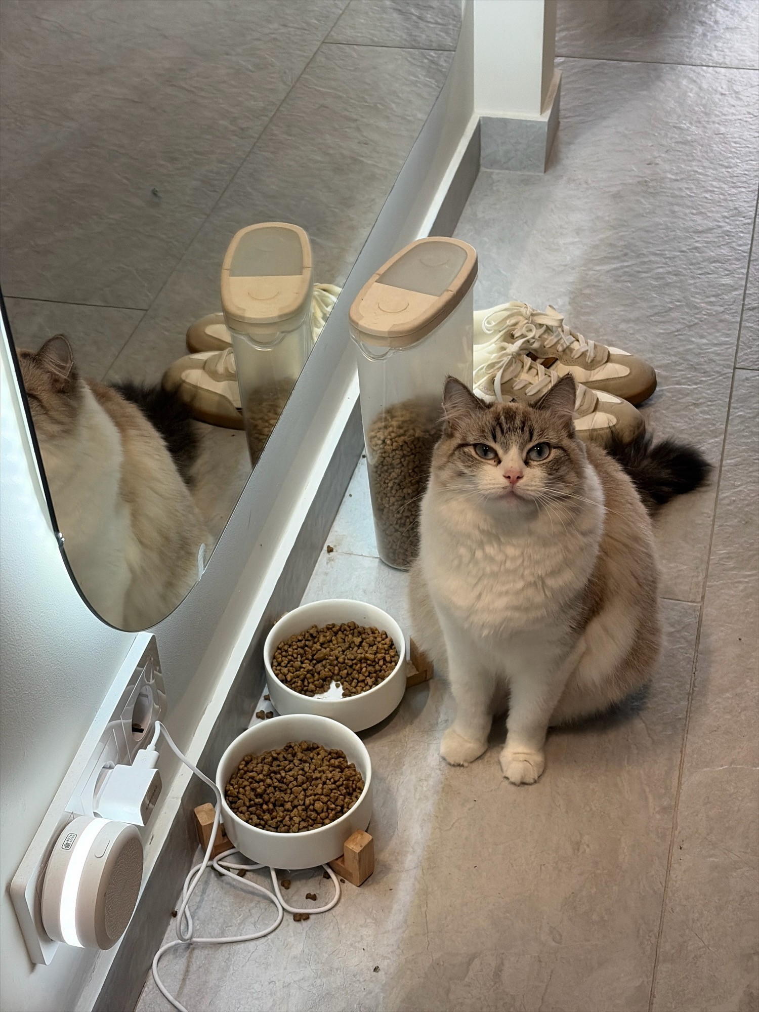 The image shows a cat sitting on a tiled floor next to two bowls of kibble. The cat is predominantly white with brown markings on its ears and tail. Behind the cat, there are two clear plastic containers filled with kibble and a pair of light-colored sneakers. A mirror on the left reflects the cat and the surrounding environment. Electrical outlets and a small circular device with a light are visible on the wall to the left. The scene appears to be indoors, likely a home. There is no indication of Moscow, Russia.