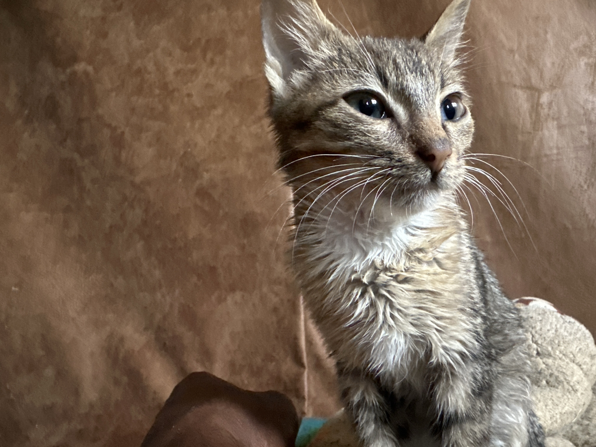 A close-up shot captures a tabby kitten with striking blue eyes looking to its right. The kitten's fur is a mix of brown and gray stripes, with prominent white whiskers. It appears to be sitting on a person's lap, with a dark-skinned hand visible in the lower left corner of the frame. The background is a textured brown surface, possibly a couch or wall. The lighting is warm, casting soft shadows. The scene is domestic and appears to be an indoor setting. No specific landmarks in Jos, Nigeria are visible.