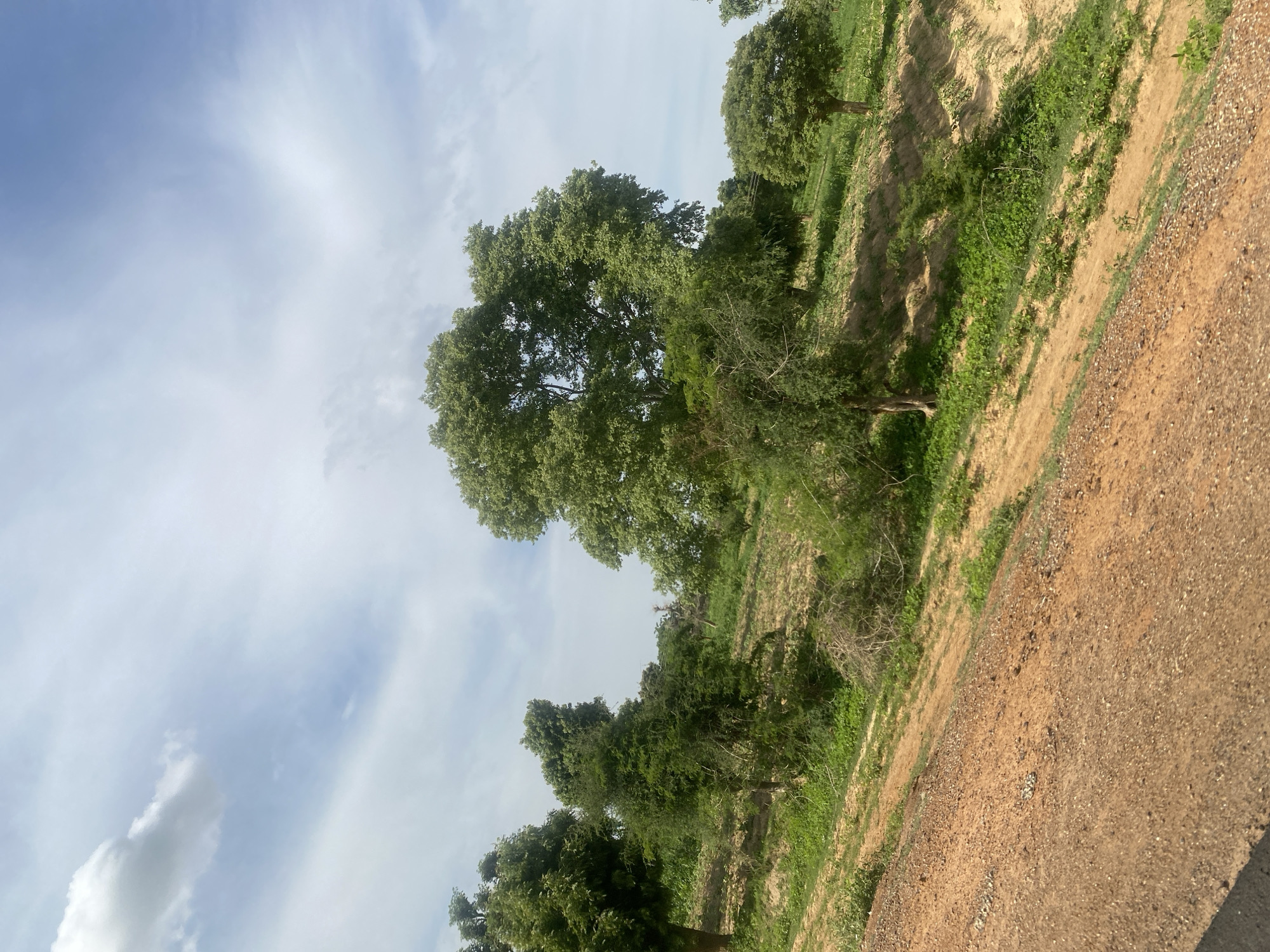 The image shows a rural landscape in Kwanar Garko, Nigeria. The foreground is dominated by a reddish-brown dirt road or path, angled from the lower left to the middle right of the frame. This path is textured with small stones and pebbles. Beyond the path, the terrain slopes upwards and to the right, covered in patches of green vegetation and bare earth. Several trees with lush green foliage are scattered across the hillside. The largest tree stands prominently in the mid-ground, with a wide canopy. Further back, more trees are visible, as well as areas of agricultural cultivation, indicated by rows of green plants. The sky above is a pale blue with scattered white clouds, suggesting daytime with fair weather. The overall scene depicts a natural, possibly agricultural setting within the Nigerian countryside. There are no people or animals visible in the image.