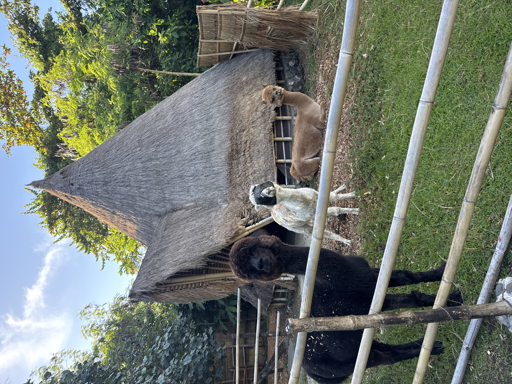 The image depicts three alpacas in a fenced enclosure, situated in what appears to be a tropical or semi-tropical environment, possibly located in Kediri, Indonesia. The alpacas are of varying colors: black, white/grey, and brown. Behind the animals stands a structure with a thatched roof, suggesting a rustic or traditional building. The enclosure is constructed from bamboo poles. The surrounding environment consists of lush green vegetation and trees. The photograph is taken during daylight hours.