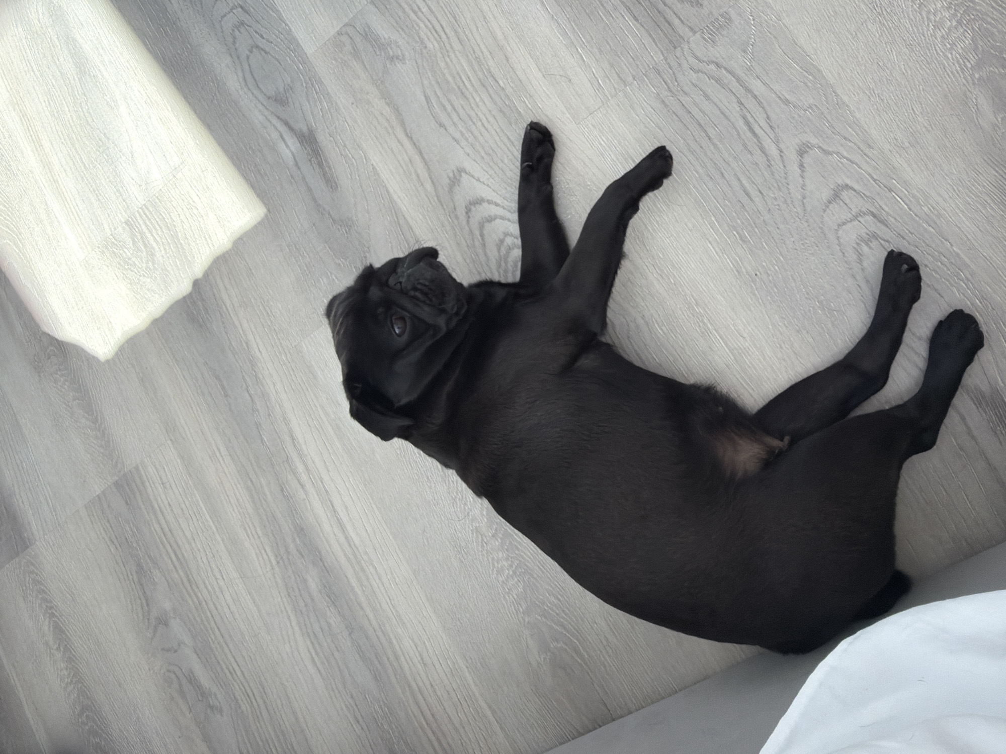 A black pug lies on a light gray wooden floor. The pug is facing left, with its head turned towards the camera. Its body is stretched out, with its front legs extended forward and its hind legs bent. The floorboards have a visible wood grain pattern. In the upper right corner of the image, a white, opaque rectangular object is partially visible, casting a shadow on the floor. The lighting suggests an indoor setting, likely a room.