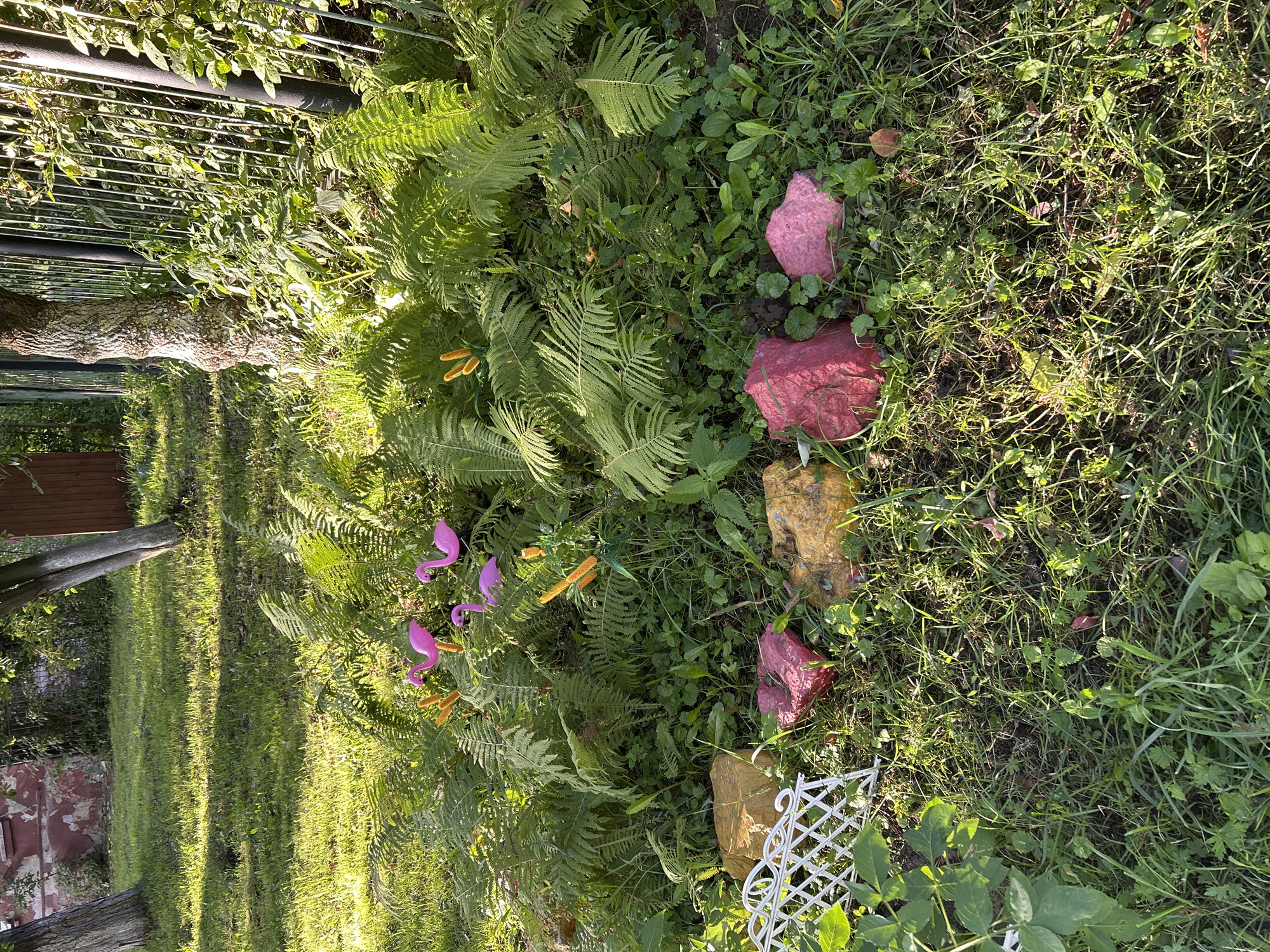 In Tomsk, Russia, a backyard garden scene is depicted, bathed in the warm, dappled sunlight of late afternoon. The foreground features a cluster of vibrantly colored, abstractly shaped rocks—one a deep pink, another a lighter pink, and two appearing yellow or amber. These are interspersed with lush green grass and clover. To the left, a small, white decorative fence piece with an intricate lattice pattern is visible.
Behind the rocks, a dense patch of ferns dominates, their fronds creating a verdant backdrop. Nestled amongst the ferns are several small, pink plastic flamingo lawn ornaments and some small, yellow decorative elements that resemble corn cobs. Beyond the ferns, the ground is covered in grass and more vegetation.
The background reveals the trunk of a mature tree with textured bark, and further back, a dark metal fence. To the left of the tree, a section of a building with weathered, peeling red paint is visible, suggesting an older structure. Sunlight filters through the leaves of the trees and ferns, casting distinct shadows on the grassy areas. The overall impression is one of a whimsical, somewhat overgrown garden. There are no people or animals visible in the image.