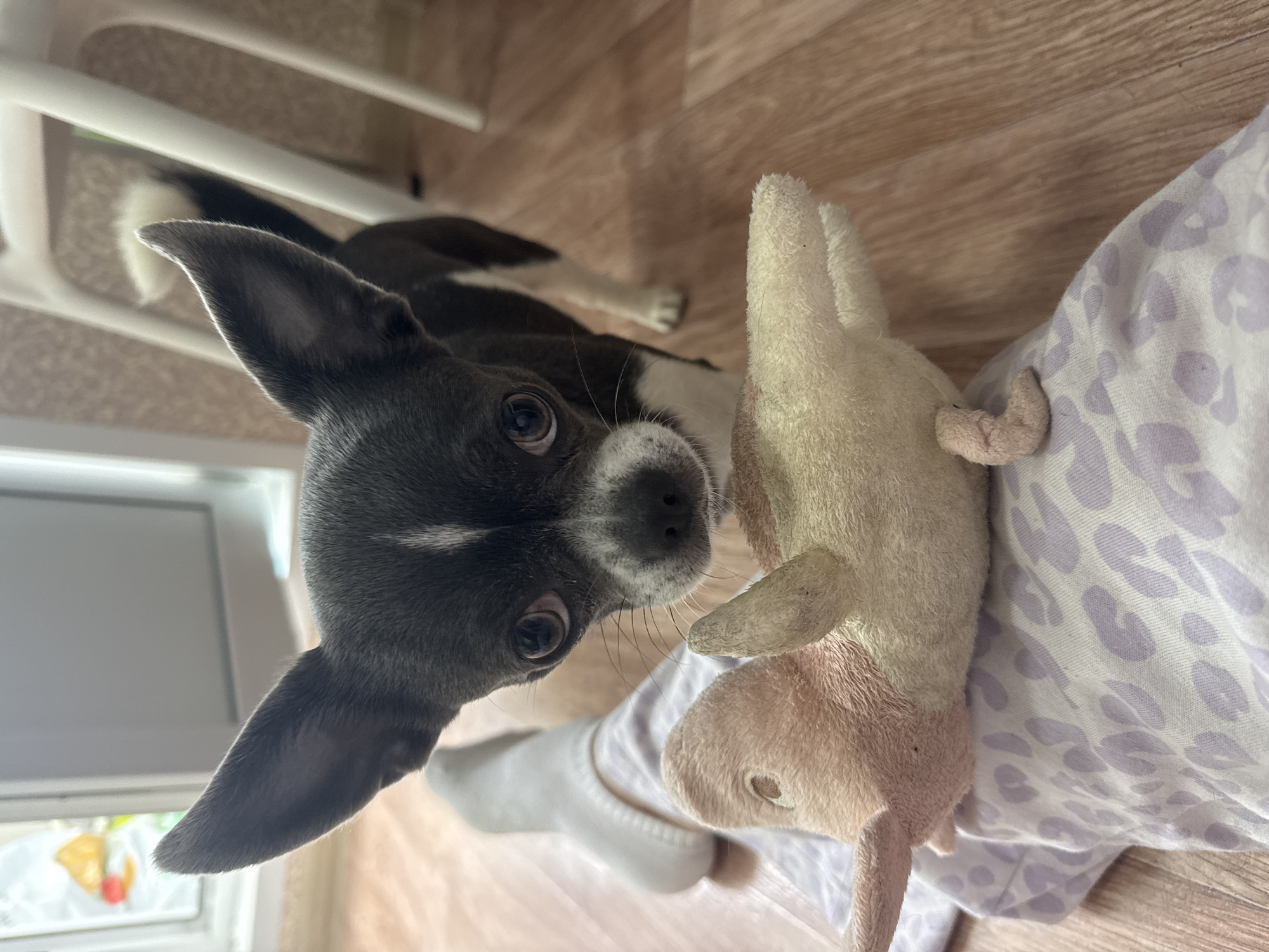 A small, dark-colored dog with large ears and a white patch on its chest is looking up at the camera. It is standing on a light brown wooden floor next to a person wearing white socks and patterned pajamas. A beige stuffed animal lies on the person's lap. A white chair is visible in the background near a window with sheer curtains. The location is Новинки, Russia.