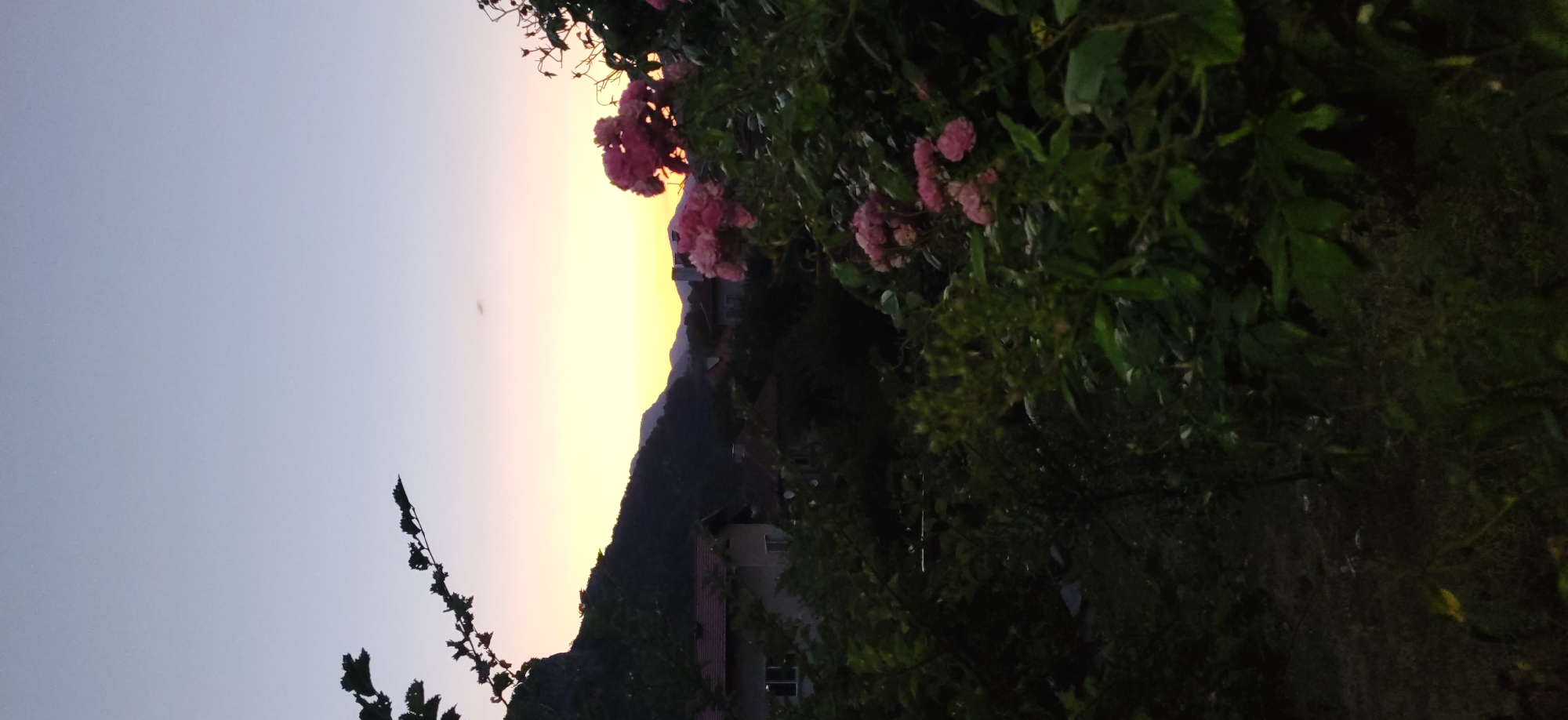 The image captures a twilight scene in the outskirts of Gara Lakatnik, Bulgaria. The sky exhibits a gradient of soft colors, transitioning from a pale blue at the top to hues of pink and yellow near the horizon. In the foreground, lush green foliage and clusters of pink roses dominate the view, their vibrant colors contrasting with the darkening landscape. Behind the foliage, the silhouettes of houses with red-tiled roofs are visible, nestled amongst the trees. Further in the background, a mountain range is silhouetted against the colorful sky, adding depth to the composition. The overall atmosphere is serene and tranquil, characteristic of a rural evening.