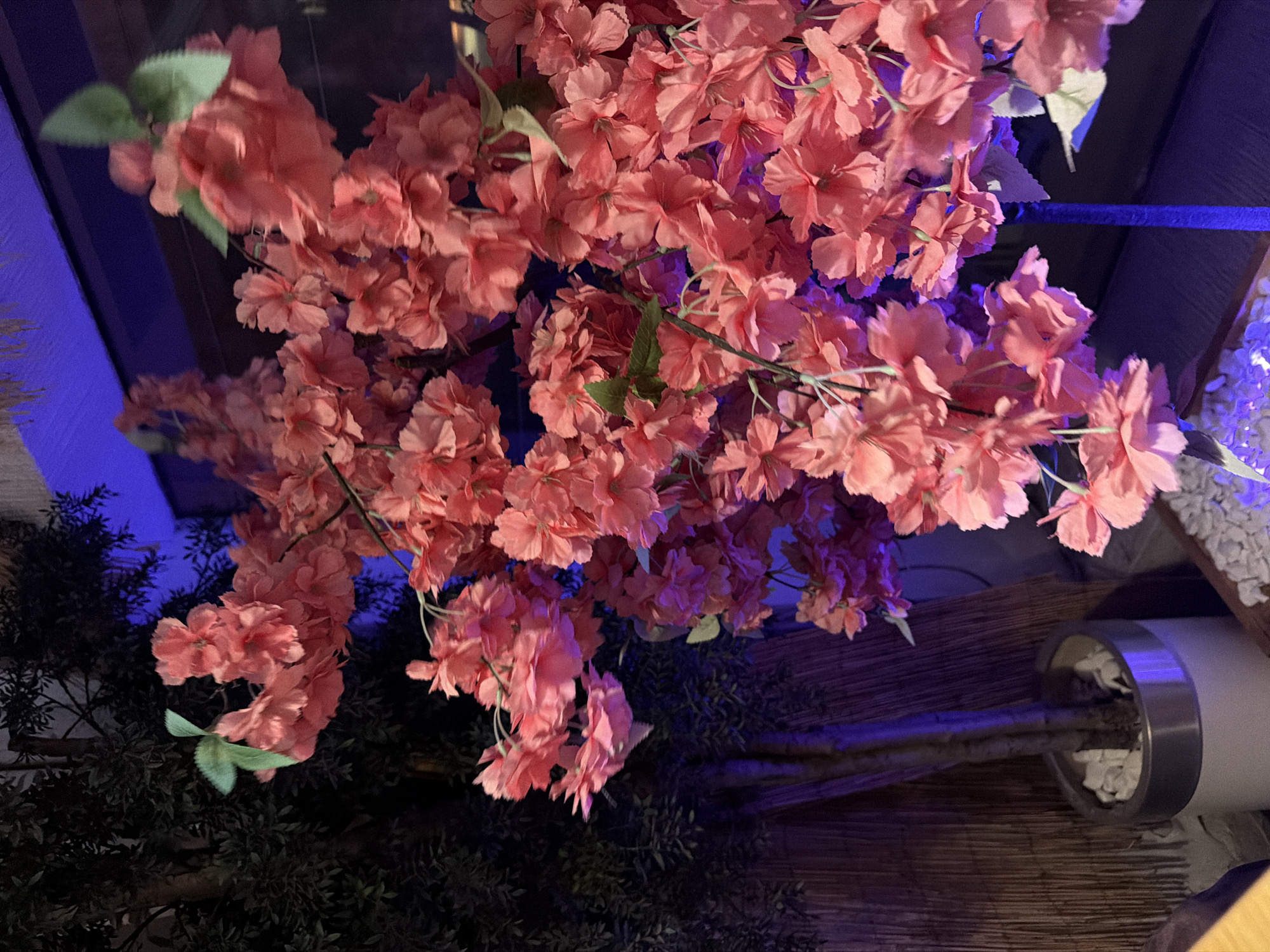 The image displays a close-up view of an artificial floral arrangement dominated by numerous clusters of vibrant pink or coral-colored flowers, resembling cherry blossoms. These flowers occupy the central and right portions of the frame, with some green artificial leaves interspersed.
In the left background, a dark green, leafy artificial plant or small tree is visible, with a slender, light-colored trunk extending downwards into a cylindrical planter with a metallic rim, containing white decorative stones. Behind this plant, and partially behind the flowers, a vertical screen constructed from thin, light-colored, vertically oriented elements, possibly bamboo or wood slats, is present.
The scene is illuminated by strong ambient lighting, with prominent blue and purple hues cast on the background elements, including the screen and parts of the plants and flowers. This blue light creates a noticeable glow, particularly in the upper left and central background. Additional white decorative stones are visible in the lower right foreground, possibly within another planter or decorative tray.
No people, actions, or interactions are depicted in the image. The environment appears to be an indoor or sheltered decorative space, possibly within a commercial establishment like a restaurant or lounge. While a specific location in Plovdiv, Bulgaria, was requested, the visual content of the image does not provide any identifying landmarks, signs, or unique architectural features to confirm such a precise geographical placement.