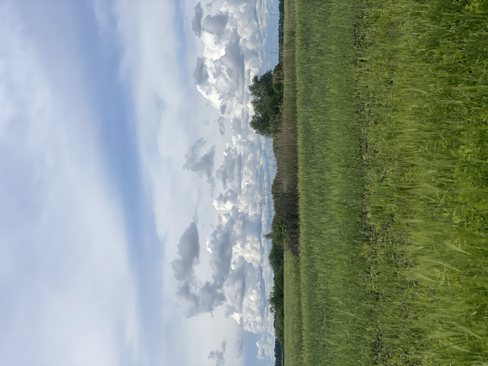 The image shows a field landscape in Matiashivka, Ukraine. To the right of the frame is a field of dense green crops, likely grain. A line of trees and tall grasses separates the field from the sky on the left. The sky is partly cloudy with a mixture of blue sky and large, puffy white and grey clouds. Power lines are visible in the distance, near the tree line. The image is oriented vertically.