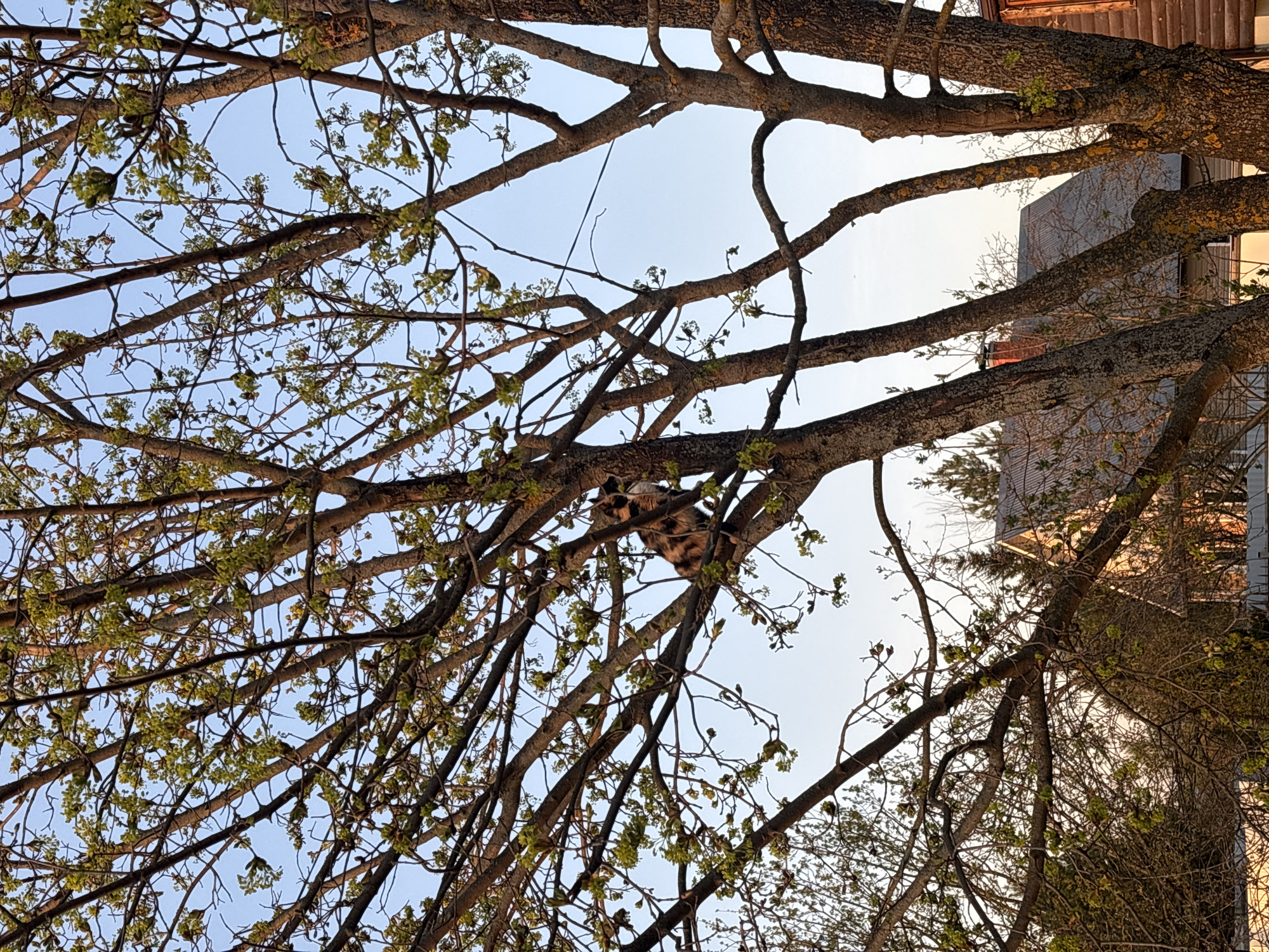 The image depicts a view looking up through the branches of a tree, possibly in early spring, based on the small green buds on the branches. A calico cat is perched on one of the larger branches. In the background, a building is partially visible through the branches. The location is Мещёры, Russia.