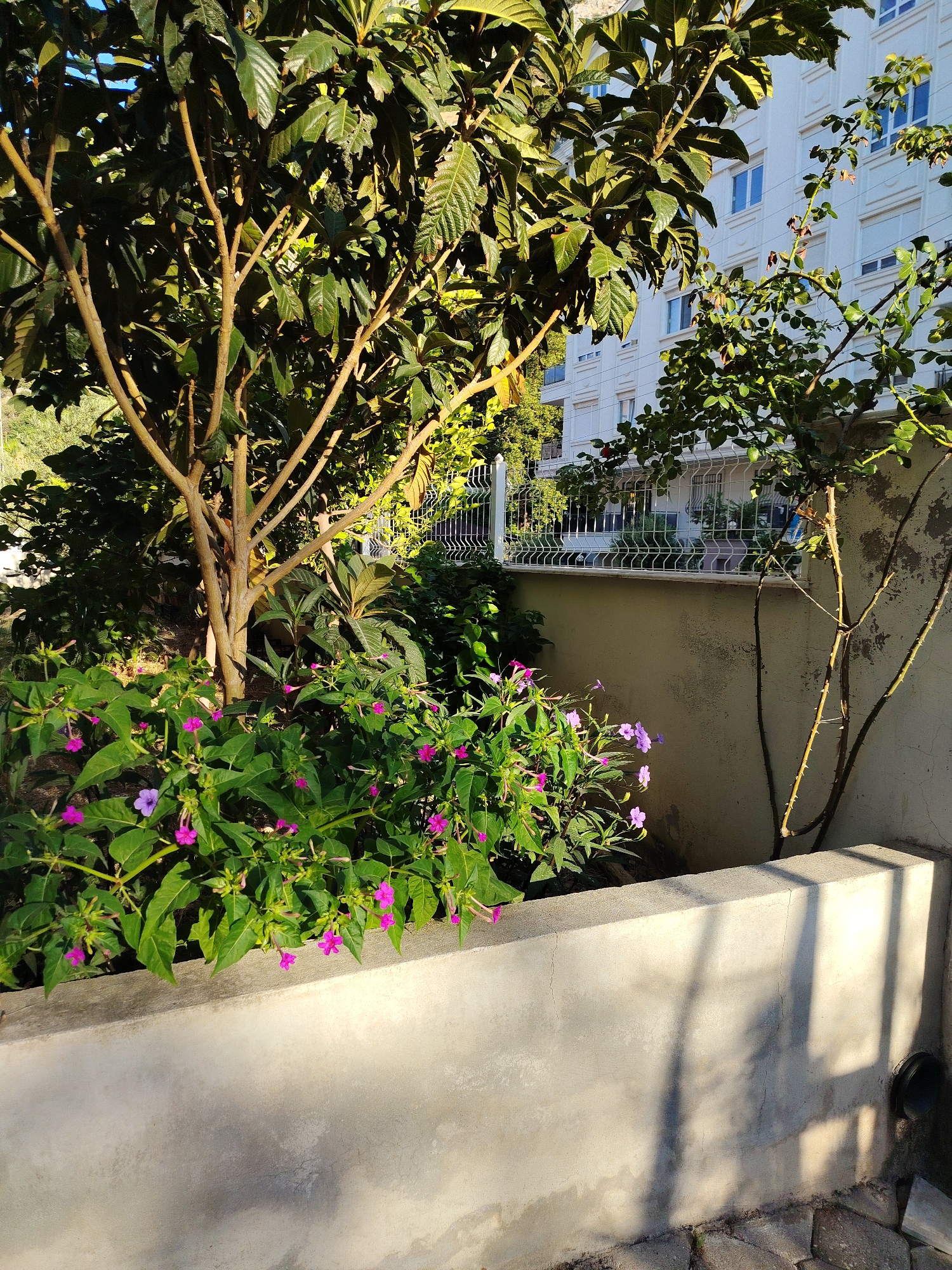 The image captures a sunlit outdoor scene, likely in Konyaaltı, Turkey, showcasing a small garden area in front of a white, multi-story building. The foreground features a low, concrete planter filled with lush green foliage and blooming pink and purple flowers, identified as Mirabilis jalapa (Four o'clock flowers). A young tree with thin, light brown branches stands behind the flowers. To the right, another spindly tree with thorny branches grows against a textured, light-colored wall. A white metal fence runs horizontally behind the garden, separating it from the building. The building itself is white with multiple windows, some of which are blue and others covered with white blinds. Shadows from an unseen object, possibly a trellis or leaves, are cast across the concrete planter and wall, suggesting a bright, sunny day. The ground near the planter is paved with dark gray stones. No people or animals are visible in the frame.