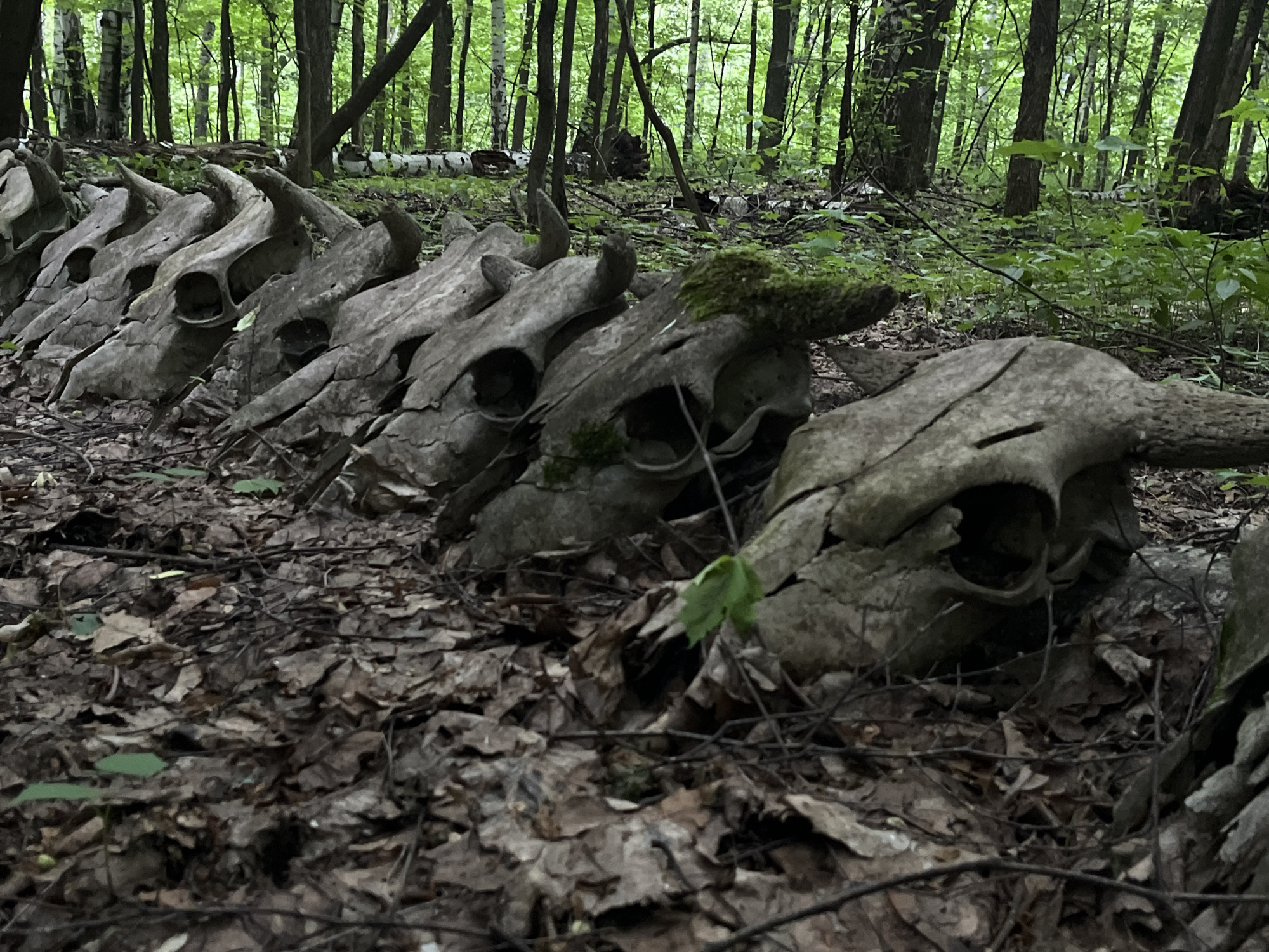A low-angle shot shows a row of animal skulls with horns lying on the ground covered in leaves and moss in a forest in Vasilyevo, Russia. The forest consists of trees of varying sizes and green undergrowth. The skulls are weathered and grey, with varying amounts of moss on them. The ground is covered in fallen leaves and small branches. The background consists of a dense forest with green foliage.