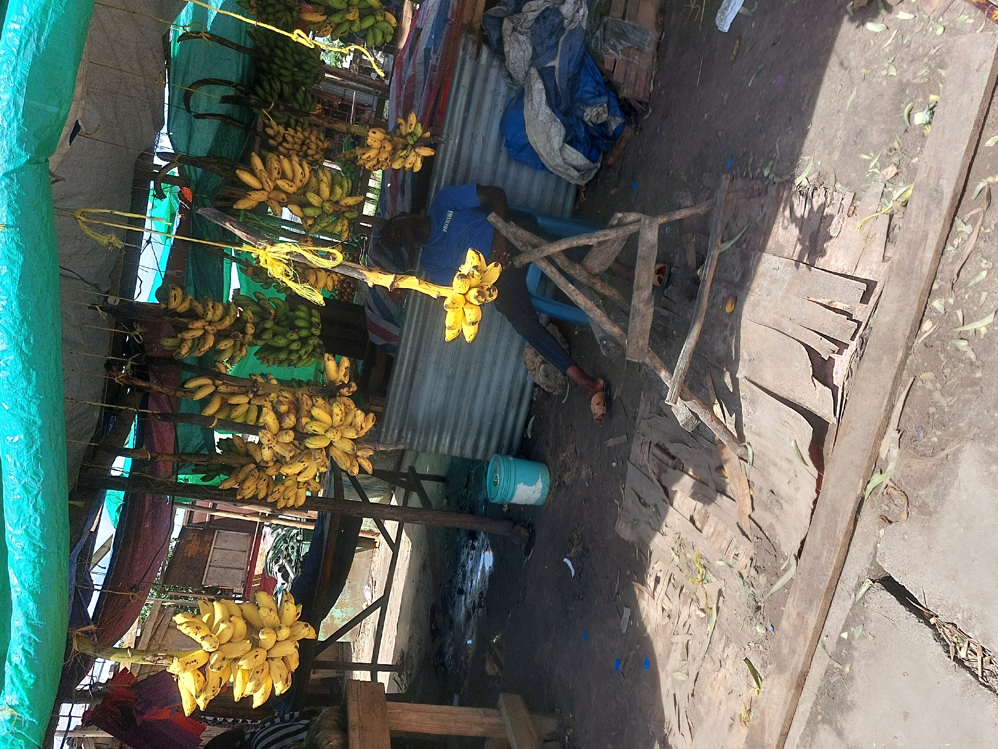 This media file captures an outdoor market stall, likely in Dar es-Salaam, Tanzania, focusing on a display of bananas. Numerous bunches of bananas, both green (unripe) and yellow (ripe), are prominently hung from horizontal wooden beams using yellow ropes and natural stalks. A man, wearing a blue shirt with the faint text "PAPATURA" visible, and dark pants, is seated on a blue plastic chair beneath the hung fruit, seemingly overseeing the stall.
The setting appears to be a semi-covered, informal market area. A light blue tarp forms part of the overhead covering on the left, while other colored fabrics and tarps (red, green, grey) are visible in the background, offering shade. Corrugated metal sheets are also part of the makeshift structure. The ground is bare earth, scattered with some leaves, small pieces of debris, and what appears to be a light blue bucket. Strong sunlight casts distinct shadows on the ground, indicating a bright, sunny day. The man's posture suggests he is either resting or waiting for customers. To his right, an empty wooden frame or stand is visible, and further back, a dark blue tarp or bag is discarded. The overall scene depicts a typical vibrant and functional open-air market environment.