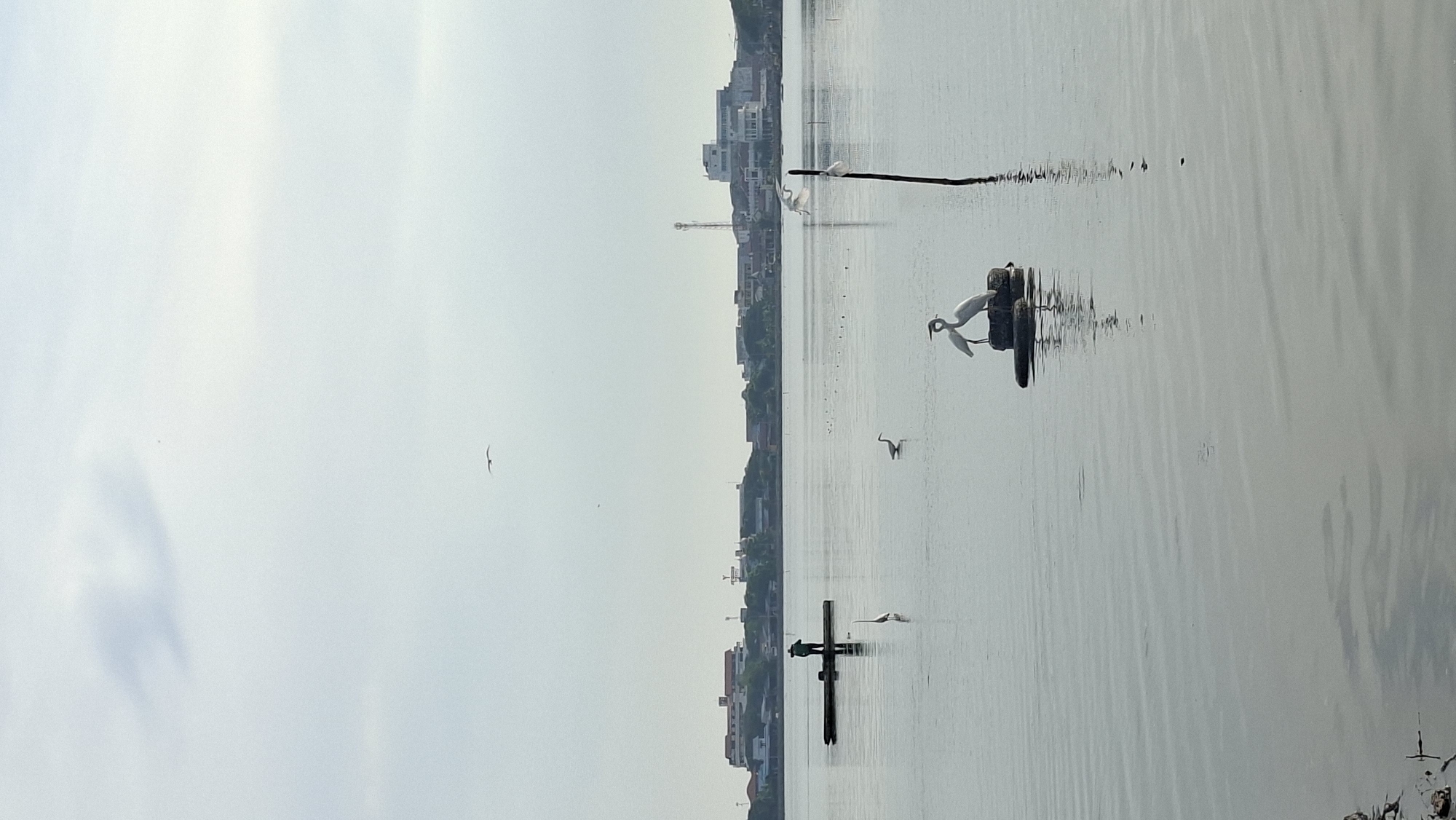 This is a wide shot of a calm body of water, likely a lake or bay, with a distant city skyline. In the foreground, two white egrets stand on a small cluster of old tires in the water. To the left, a solitary egret stands in the water. Further to the left and closer to the shore, a person stands on a wooden raft, facing away from the camera. In the background, a low-rise city is visible with various buildings and a cell tower. The sky is overcast with some faint cloud formations. A bird is in flight in the upper center of the image. The scene is tranquil, suggesting early morning or late afternoon. The presence of the city skyline suggests this location is likely the waters near the city of Lhokseumawe, Indonesia, possibly the coastal area or a large lake within or near the city limits.