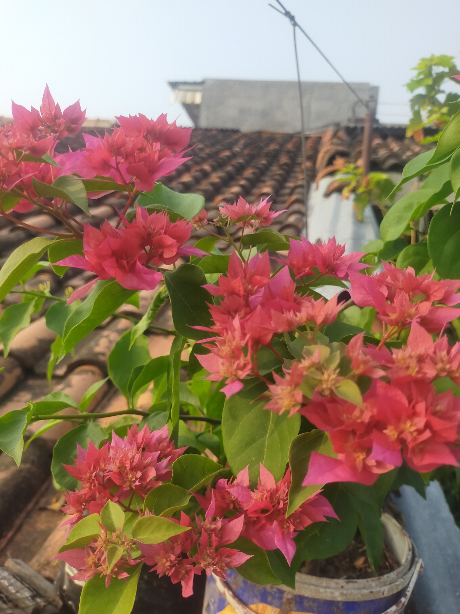 In the city of Tegalondong, Indonesia, a cluster of vibrant pink bougainvillea flowers blooms in a pot. The flowers, with their delicate, paper-like petals, are arranged in dense clusters, interspersed with lush green leaves. The background features a rooftop covered in weathered, terracotta tiles, suggesting an urban setting. The sky above is a pale, hazy blue. The pot itself is a repurposed blue and yellow container, showing signs of wear and tear. The scene is bathed in the soft light of what appears to be late afternoon or early morning.