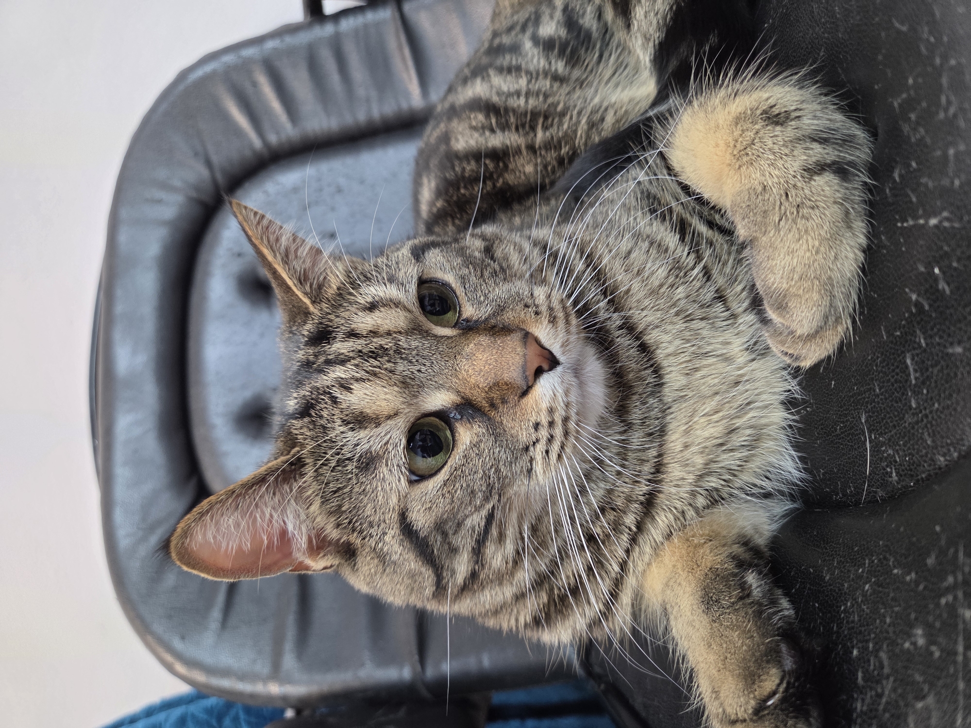 A tabby domestic shorthair cat is observed resting on a black, textured, possibly faux leather, chair. The cat's fur displays a distinctive brown, black, and tan striped pattern. Its eyes are green with vertical pupils, and its nose is pinkish-brown. Numerous long, white whiskers extend from its muzzle. The cat's pointed ears are erect, and its forepaws, covered in lighter brown fur, are visible in the foreground. The cat is positioned in a relaxed posture, looking towards the right side of the frame. The background consists of a light-colored wall or surface behind the chair, with a partial view of a blue object on the far left. This scene is located in the city of Burgas, Bulgaria.