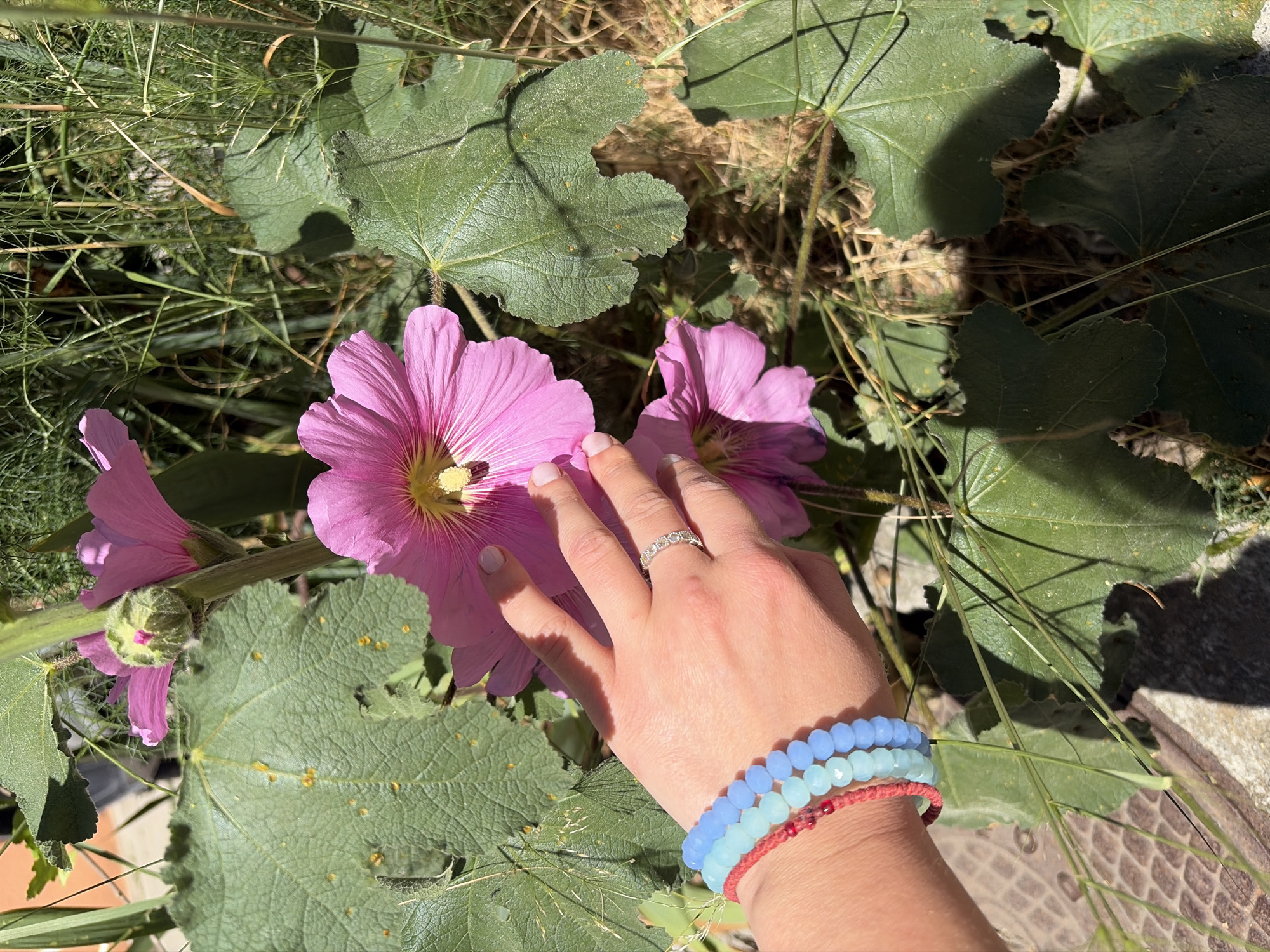 A person's hand, adorned with a ring and bracelets, touches a pink flower. The flower is part of a plant with large, green leaves. The background is composed of greenery and a hint of a manhole cover. The location is likely Budva, Montenegro, based on visual information.