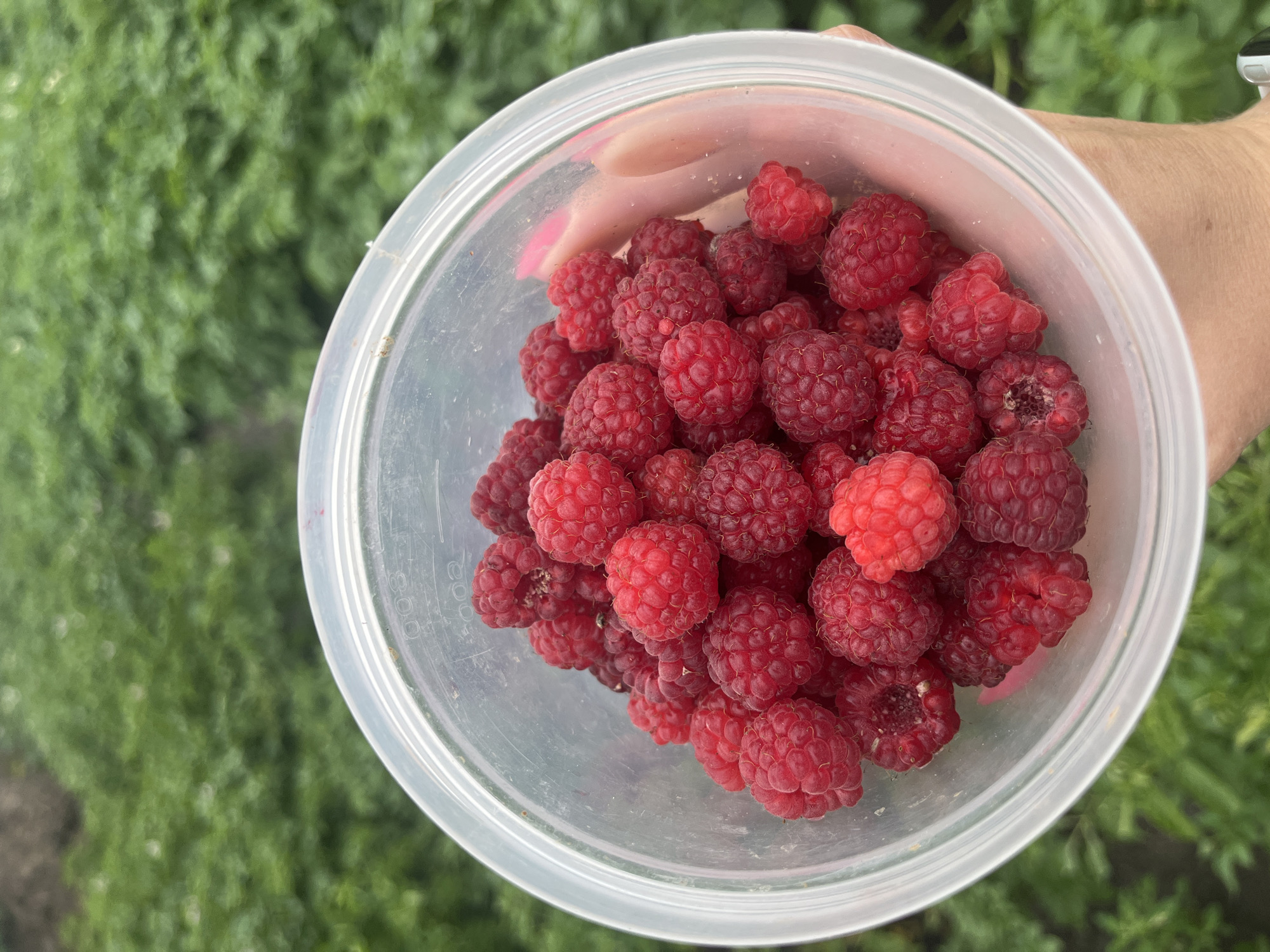 A close-up, top-down shot captures a clear plastic container filled with ripe raspberries. The container is held by a person whose hand, with bright pink nail polish, is visible on the right side of the frame. The background is a blur of lush green foliage, indicative of an outdoor setting, possibly a farm or garden. The overall impression is one of fresh, freshly harvested fruit. The image does not contain any specific indicators of the city of Sukhrinskoe, Russia.