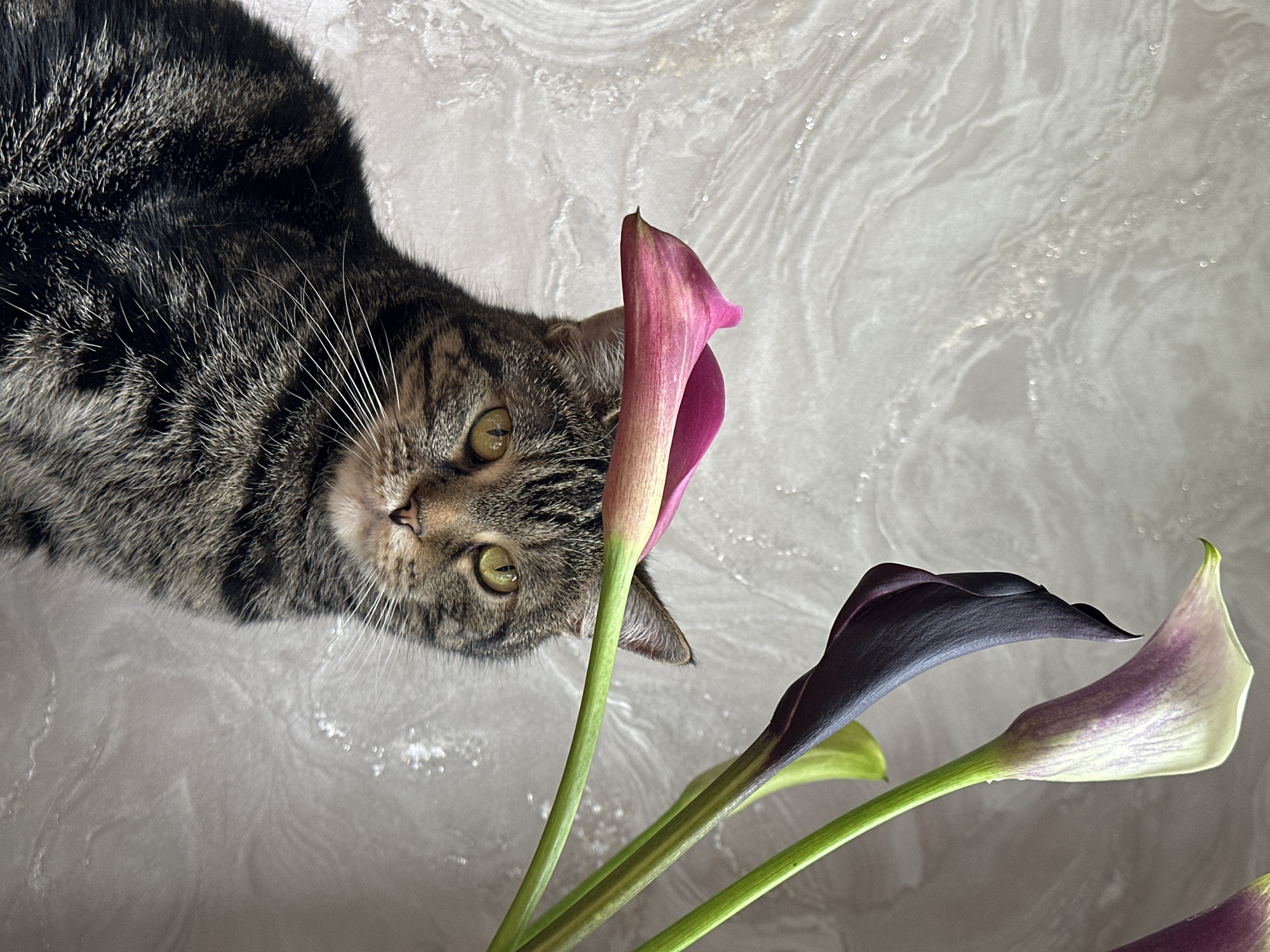 A tabby cat with green eyes is positioned in the foreground, looking directly at the camera. A pink calla lily is draped over its head, resembling a hat. Behind the cat, several calla lilies of varying colors, including dark purple and light purple with white accents, are visible, stemming from a green stalk. The background is a textured, light-colored wall with a marble-like pattern. The image was taken in an indoor setting.