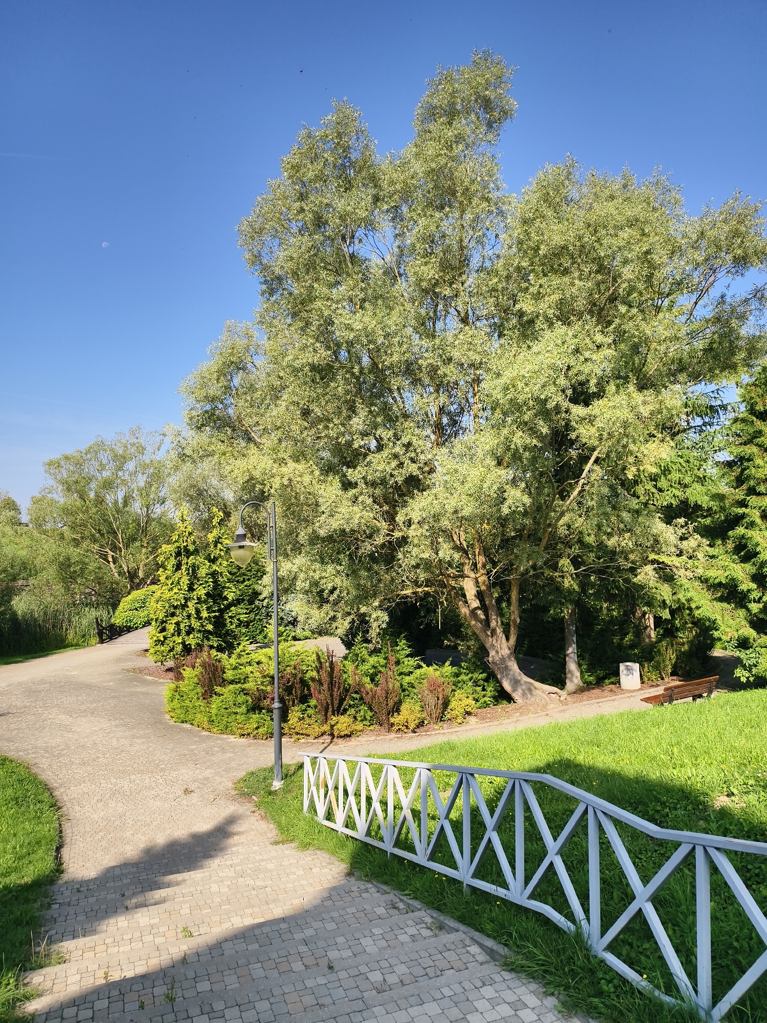 The image depicts a park scene in Sztum, Poland, on a clear day. In the foreground, a paved pathway curves to the left, leading into the park. A white, lattice-style railing runs along the right side of the path. To the left of the path is a well-maintained grassy area. Further into the park, a large, mature tree with light-colored foliage dominates the center of the frame. Beneath the tree and surrounding it are various shrubs and smaller trees, including evergreens. A lamppost stands near the path, positioned between the foreground and the large tree. In the background, other trees and greenery form a dense woodland. The sky is a bright, clear blue, with a faint crescent moon visible in the upper left quadrant. A bench and a trash receptacle are visible near the path on the right side of the image, further into the park. The overall impression is one of a serene, well-kept public park.