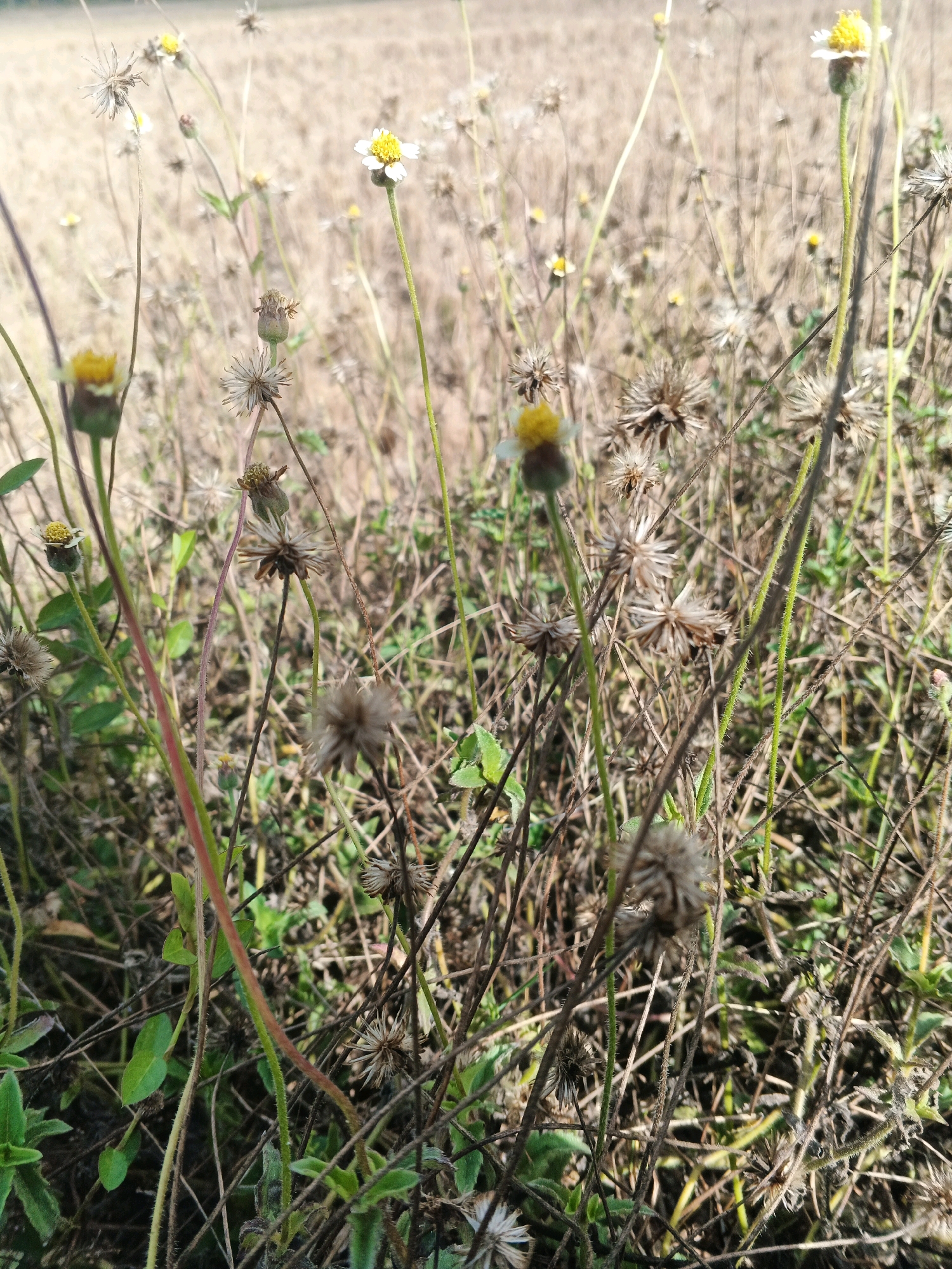 A close-up, eye-level, outdoor shot shows a patch of dry, brown grass and weeds with a few small, white-petaled flowers with yellow centers. The flowers are of varying stages of bloom and decay. Some appear fully bloomed, while others are wilted or have shed their petals. The background is a blur of more dry grass, suggesting a field or overgrown area. The lighting is bright, indicating it is daytime. The overall impression is one of a natural, uncultivated environment.