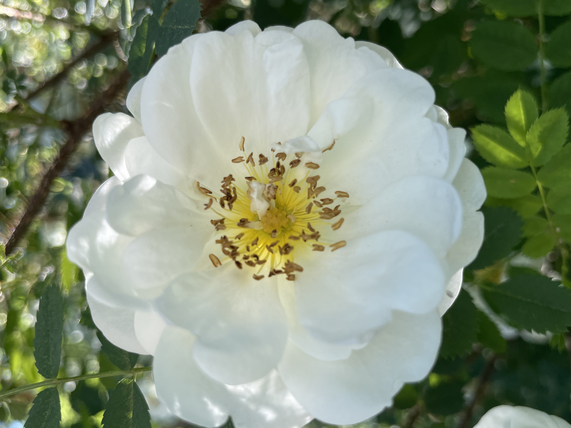 A close-up, eye-level shot focuses on a single white rose with a bright yellow center and brown stamens. The rose is in the foreground, with its petals appearing delicate and slightly ruffled. Behind the rose, out-of-focus green foliage and dappled sunlight create a soft, natural backdrop. The overall scene suggests an outdoor garden setting in Zelenaya Roshcha, Russia, with the light filtering through trees.