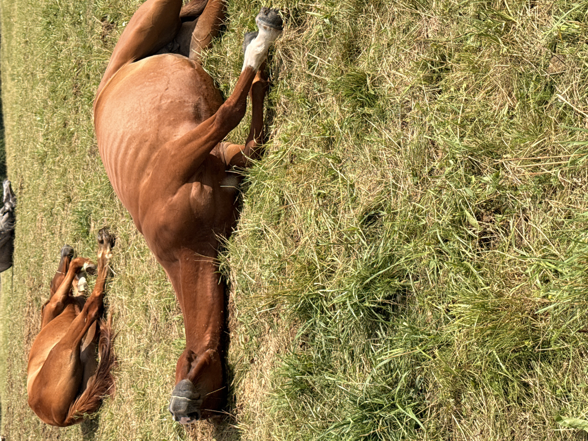 In a grassy field in Galinė, Lithuania, two brown horses are lying on their sides in the sun. One horse, in the foreground, is lying on its back with its legs in the air. The other horse, in the background, is lying on its side with its legs tucked underneath its body. The grass in the field is green and yellow, and there are a few scattered rocks. The sky is blue and clear.