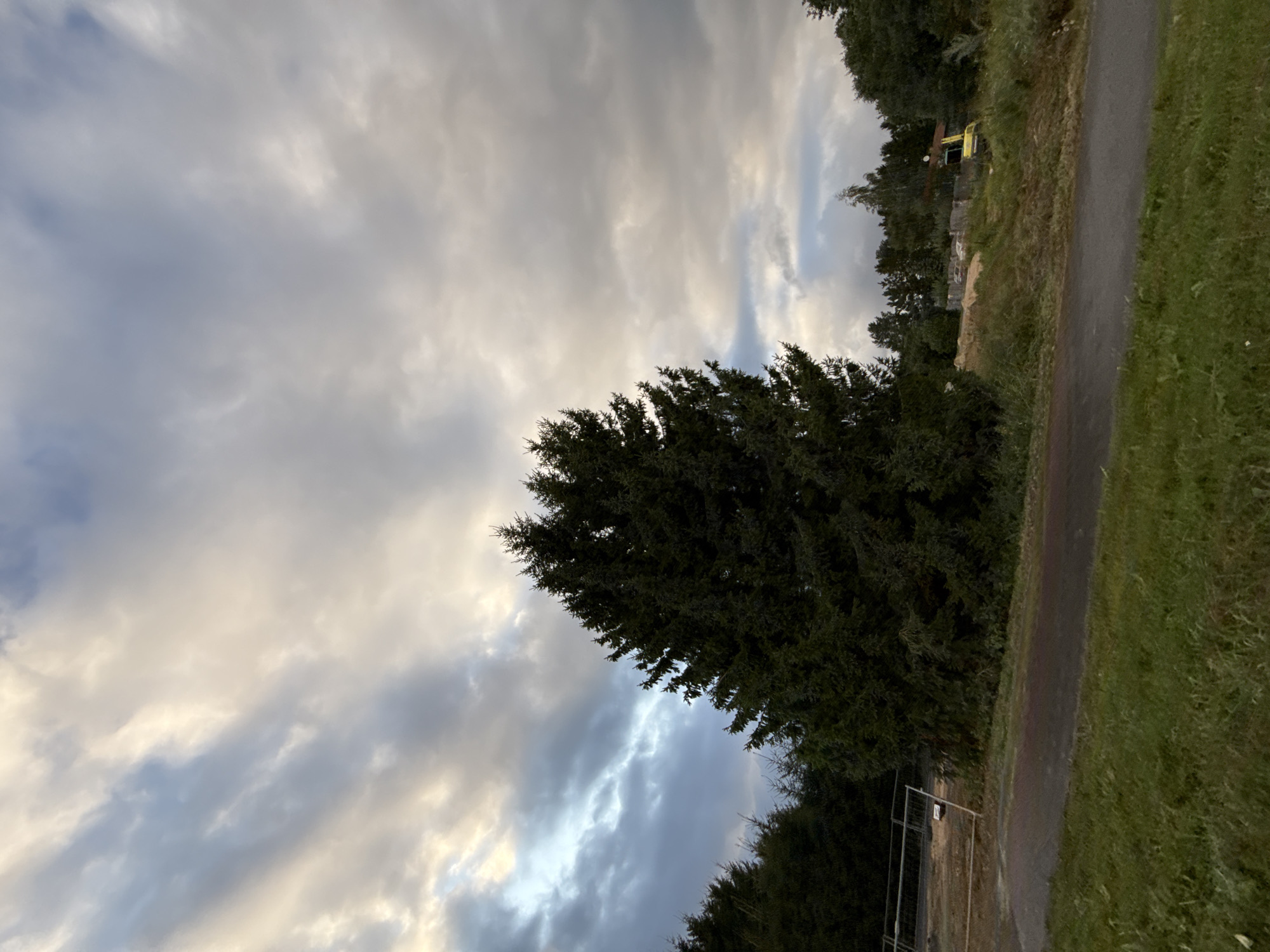 A large, dark green fir tree stands prominently in the center of the frame, its branches densely packed. Behind it, a landscape unfolds with a construction site visible on the right, featuring a yellow excavator and mounds of dirt. A temporary fence encloses an area to the left of the fir tree. The ground in the foreground is covered in green grass, with a dark asphalt path running across it. The sky above is filled with dramatic clouds, ranging from light gray to dark blue, with hints of yellow and white as the sun peeks through. The scene appears to be set in Järveküla, Estonia, likely during the late afternoon or early evening.