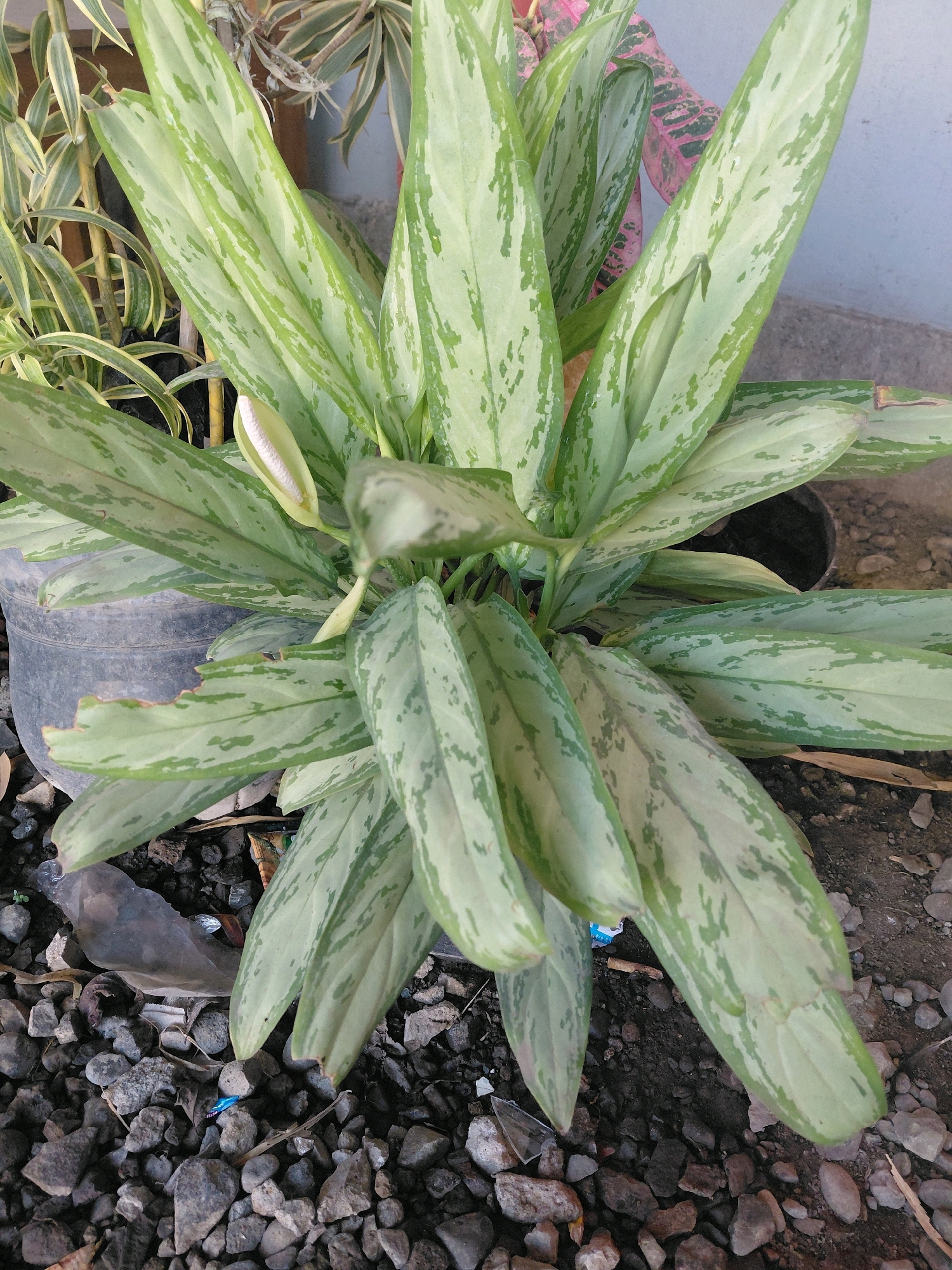 A close-up, eye-level shot captures a potted Aglaonema plant with light green and silver-variegated leaves. The plant is in the ground, surrounded by dark grey gravel and some soil. A single white spathe flower is visible in the center of the plant. In the background, other plants with green and yellow striped leaves, and a plant with pink and green leaves can be seen. The scene appears to be an outdoor area in a residential setting in Bucor Kulon, Indonesia. There is no visible human presence.
