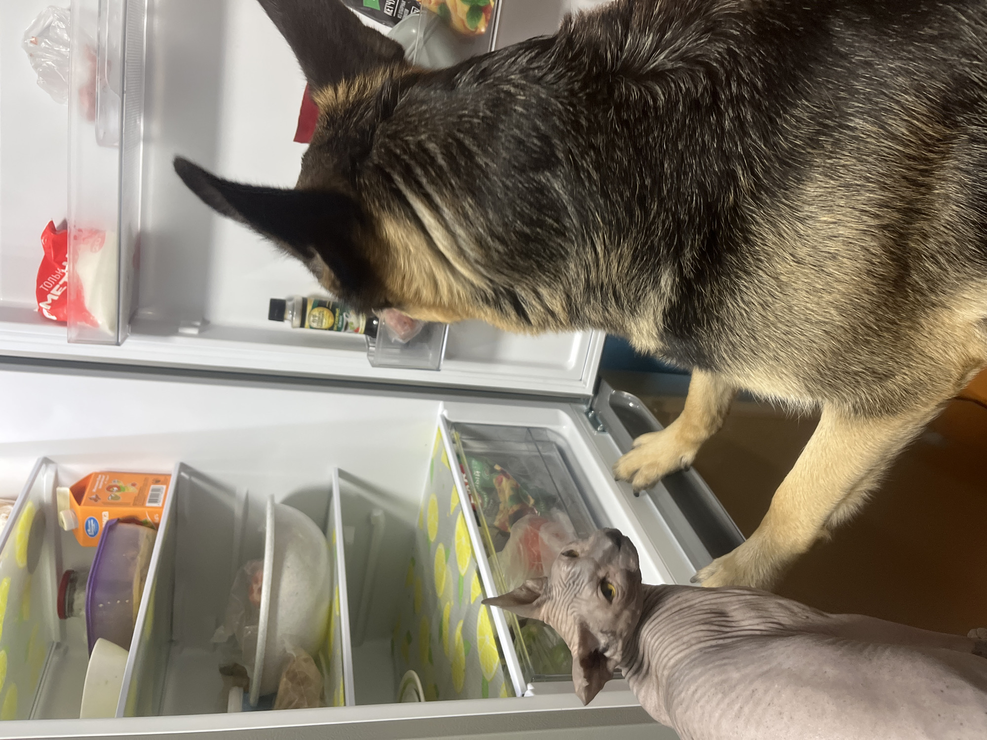 In the image, a German Shepherd dog is leaning into an open refrigerator, sniffing at items on the shelves. Its head is positioned in the upper part of the frame, with its snout reaching towards the interior. Below the dog, a hairless cat, likely a Sphynx, is looking up towards the dog. The cat's head is visible in the lower right portion of the image, with its body partially obscured by the refrigerator shelves.
The interior of the refrigerator is stocked with various food items and containers. On the top shelf, a red package with white lettering is visible, along with a small bottle with a label. The lower shelves contain containers, a carton of juice with an orange label, and other food items in bags and containers. The refrigerator doors are white, and the shelves are made of clear plastic and white material. The background suggests an indoor setting, likely a kitchen, with a wooden floor visible. The lighting indicates it is daytime.
The activity depicted is the animals investigating the contents of the refrigerator, suggesting a moment of curiosity or perhaps an attempt to access food. The German Shepherd appears focused on what it is smelling, while the Sphynx cat is attentively watching the dog. There are no explicit emotional cues conveyed beyond curiosity and focus.
Visible text on a red package says "Только М..." which is partially obscured, suggesting it might be a food product. The carton of juice has a label with text and images, but it is not clearly legible.
The location context of Nizhny Tagil, Russia, does not provide any specific visual cues within the image itself.
