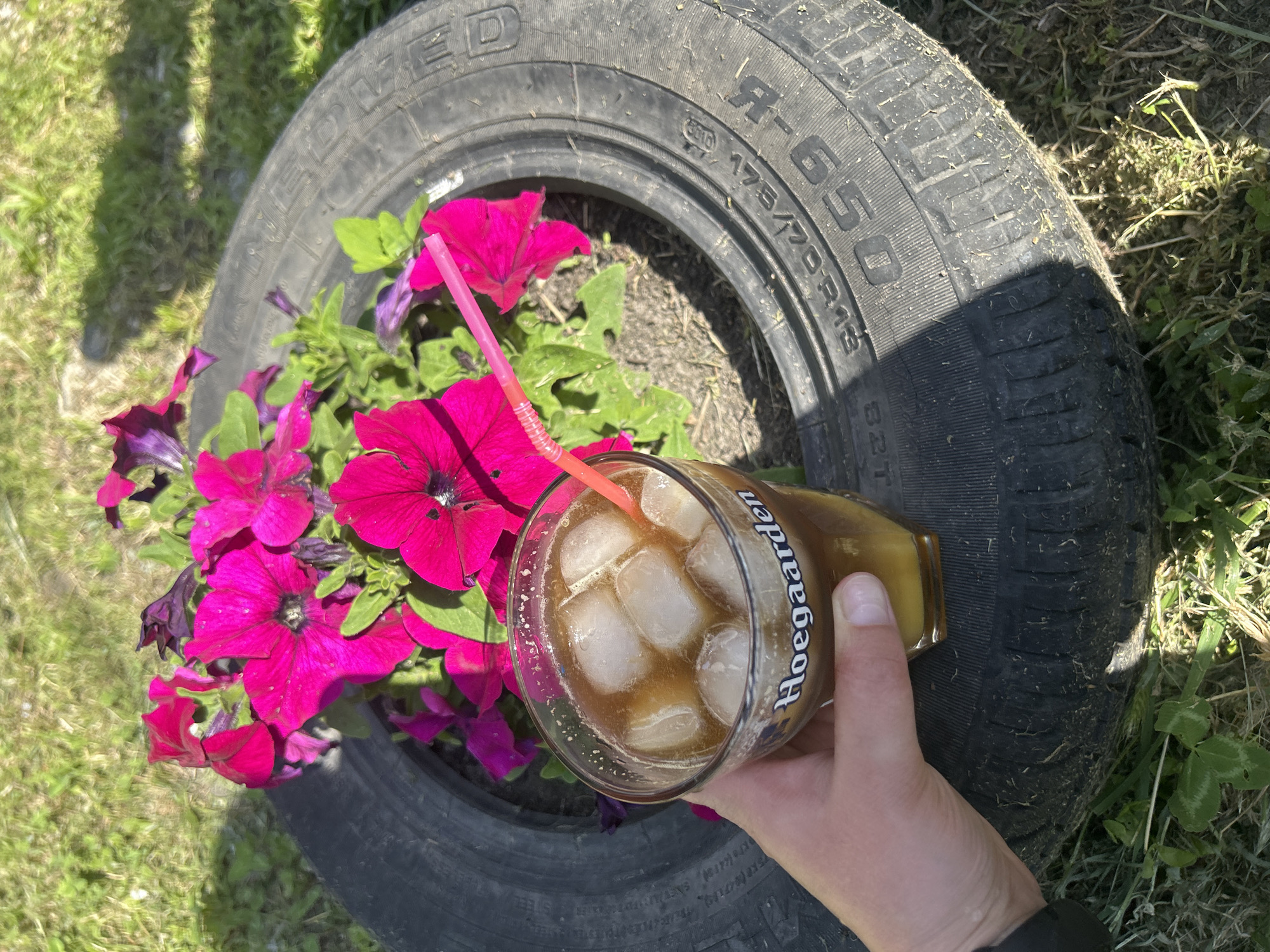 A hand holds a glass of iced beverage in front of a tire planter filled with pink petunias. The glass has "Hoegaarden" printed on it. The tire, a Goodyear GT 650, is planted with vibrant pink petunias and sits on a grassy area. Sunlight casts shadows across the scene, suggesting it is daytime. The overall impression is a casual outdoor setting, possibly a garden or yard. The location is not specified in the image.