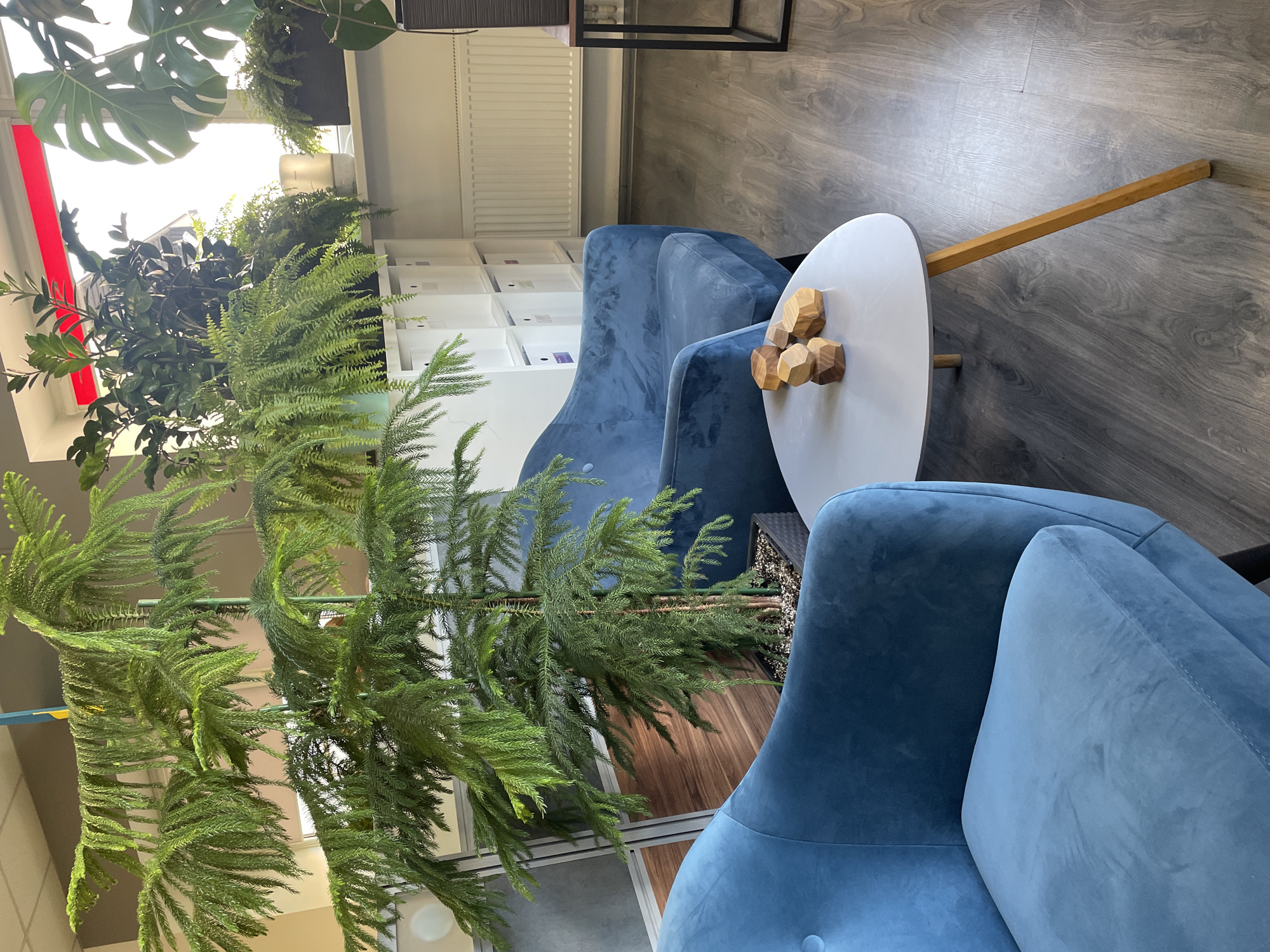 The image shows a waiting area with two blue velvet armchairs and a small white oval coffee table. On the coffee table are three wooden geometric sculptures. In the background, there is a large potted Norfolk Island pine tree and other houseplants on a shelf unit. The floor is made of dark wood laminate. The environment appears to be indoors, possibly an office or reception area. The location is identified as Kyiv, Ukraine, based on the provided context. There are no people or interactions depicted in the image.