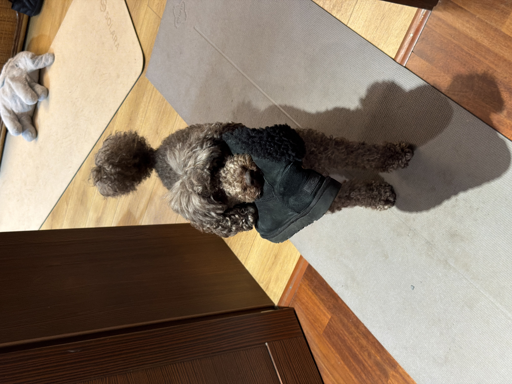 A brown poodle lies on a gray yoga mat. The poodle rests its head on a black boot. The yoga mat is on a wooden floor. To the left is another tan yoga mat and a stuffed animal. A wooden cabinet is in the lower left of the image. The location is not identifiable.