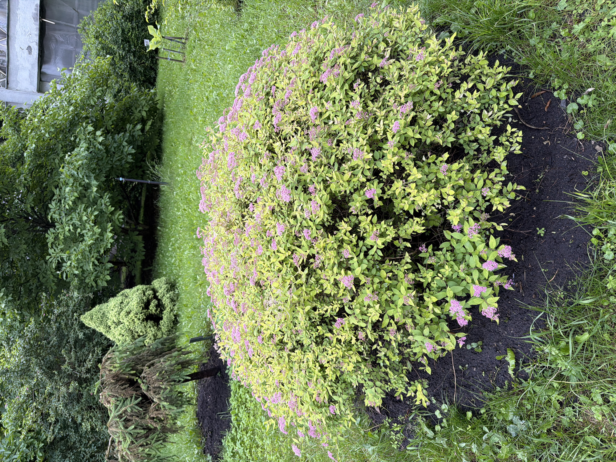 In Kyiv, Ukraine, a lush, green park is captured in an eye-level, medium shot. The focal point is a large, dense shrub with variegated yellow and green leaves, adorned with clusters of small pink flowers. This shrub is planted in a dark, mulched bed, surrounded by vibrant green grass. In the background, various trees and bushes create a natural, verdant landscape. To the far right, a portion of a building with a grey, textured facade is visible, suggesting an urban park setting. The lighting indicates it is daytime, likely overcast due to the soft, diffused light. There are no people or animals present in the scene. The image appears to have been taken on a cloudy day.