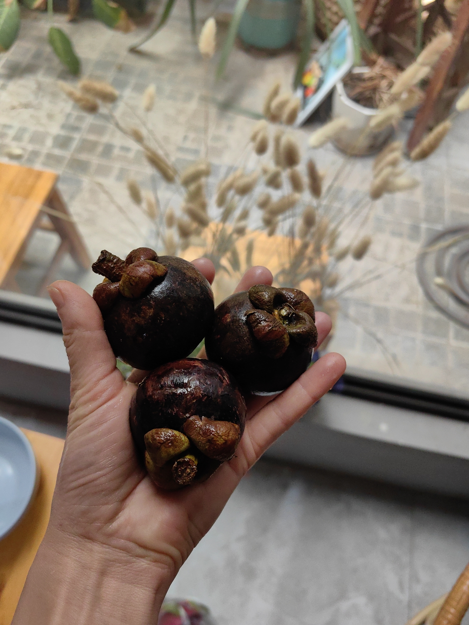 The image shows a person's hand holding three ripe, dark purple mangosteens, distinguished by their green-brown calyxes at the top. The hand is lightly cupped, showcasing the fruit, which appears slightly wet or glossy.
The background is softly blurred, indicating a shallow depth of field, with the mangosteens and hand in sharp focus. Behind the hand, a dark window frame horizontally spans the image. To the left in the foreground, a partial view of a light blue bowl and a light wooden surface, possibly a table or stool, is visible.
Indoors, in the mid-ground, a prominent arrangement of dried, fluffy, light brown grass-like decor is visible, adding a soft texture to the scene. Beyond the window, an outdoor area is discernible but out of focus. This outdoor space features a paved ground, possibly tiles or concrete, and several potted plants, including some with green foliage and others with drier, browner leaves. Two plant pots, one light blue and one white, can be seen, with a small, colorful item resting near one of them.
The scene suggests a bright daytime setting, with natural light illuminating the objects. The image is taken indoors, looking out through a window onto what appears to be a patio or courtyard, likely in Hà Nội, Vietnam. No discernible text is visible.