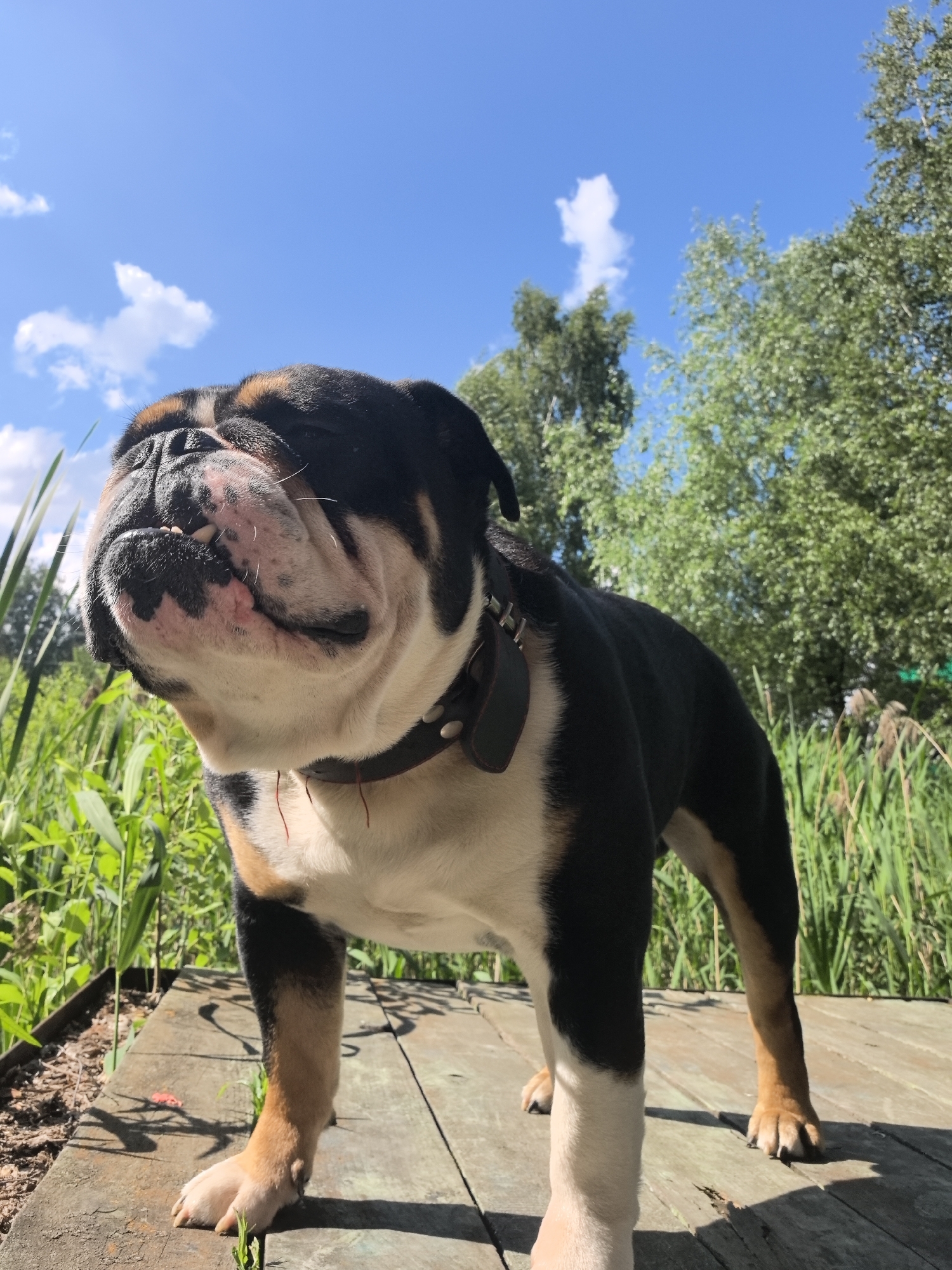 A low-angle shot shows a brindle and white English Bulldog standing on a weathered wooden deck. The dog is looking up and to its left, with its mouth slightly open, revealing its teeth. Its head is tilted back, and its expression appears content or perhaps amused. The background is filled with lush green reeds and tall trees against a clear blue sky with scattered white clouds. The lighting suggests a sunny day. The scene is set outdoors, likely in a natural environment near water, given the reeds and the dog's relaxed posture. There is no indication of the specific location within Noviy, Russia.
