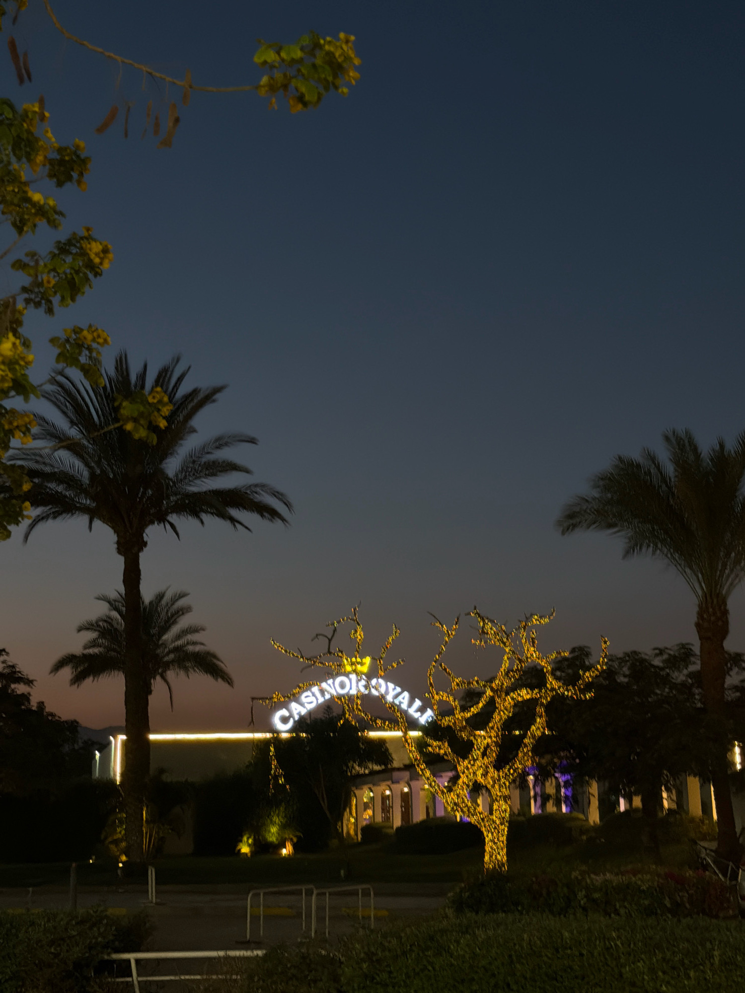 The image depicts a dusk scene in Sharm El Sheikh, Egypt, featuring the "Casino Royale" building illuminated with bright white and yellow lights. Two prominent palm trees frame the structure on the left and right sides of the frame, with lush greenery and a small, bare tree adorned with yellow fairy lights in the foreground. The sky is a deep twilight blue, transitioning from darker shades at the top to a lighter hue near the horizon. The overall atmosphere suggests a resort or entertainment district, characteristic of Sharm El Sheikh's evening ambiance.