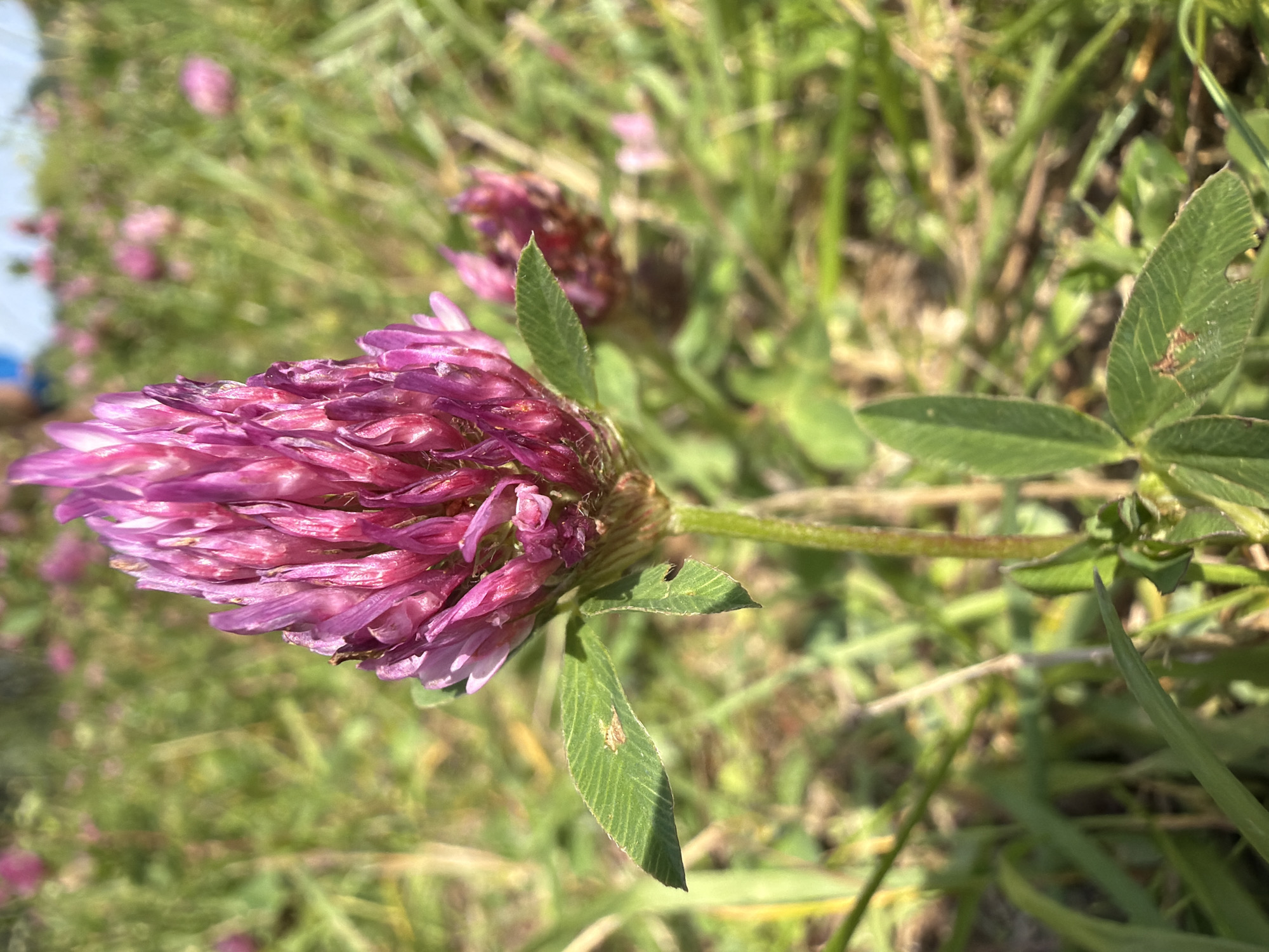 In Saulkalne, Latvia, a close-up shot focuses on a vibrant purple clover flower in a grassy field. The clover's intricate petals are a rich fuchsia, with hints of lighter pink and white towards the tips. A slender green stem supports the bloom, and several trifoliate green leaves are visible, one with a small, light-brown insect perched on its surface. The background is a soft blur of more clover blooms and green grass, suggesting a sunny day in a natural outdoor setting. The image has a shallow depth of field, drawing attention to the foreground flower.