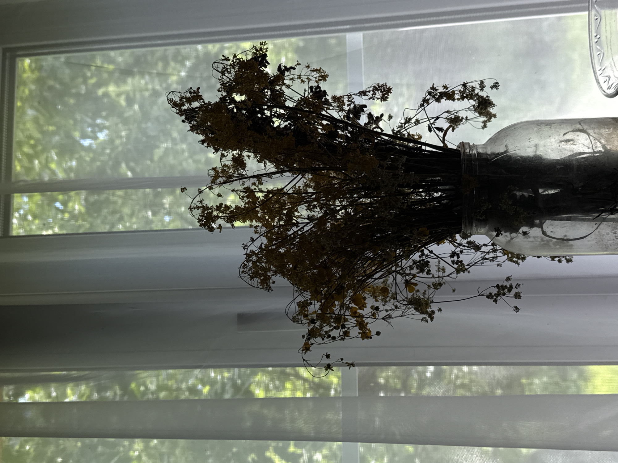 A bouquet of dried flowers in a glass jar is placed on a surface in front of a window. The window is covered by sheer white curtains, through which the green foliage of trees is visible. The image is taken indoors, with the natural light from the window illuminating the scene. The overall mood is serene and natural. The location is a home in the city of Ivan'kovo, Russia.
