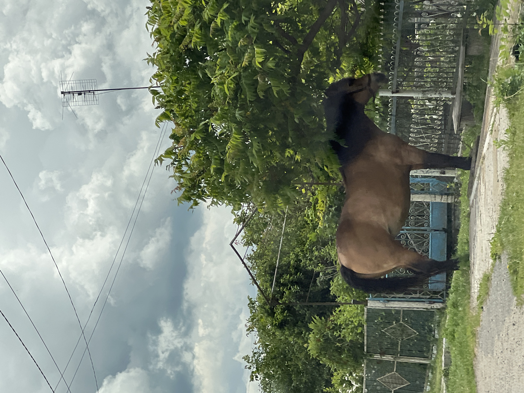 A brown horse stands on a paved surface next to a green metal fence. The horse is facing right, with its head lowered slightly. Behind the horse, there is a large green tree, and further back, there are more trees and a building with a peaked roof. Above, there are telephone wires and a television antenna against a cloudy sky. The scene appears to be in Kozivka, Ukraine, based on the provided context.