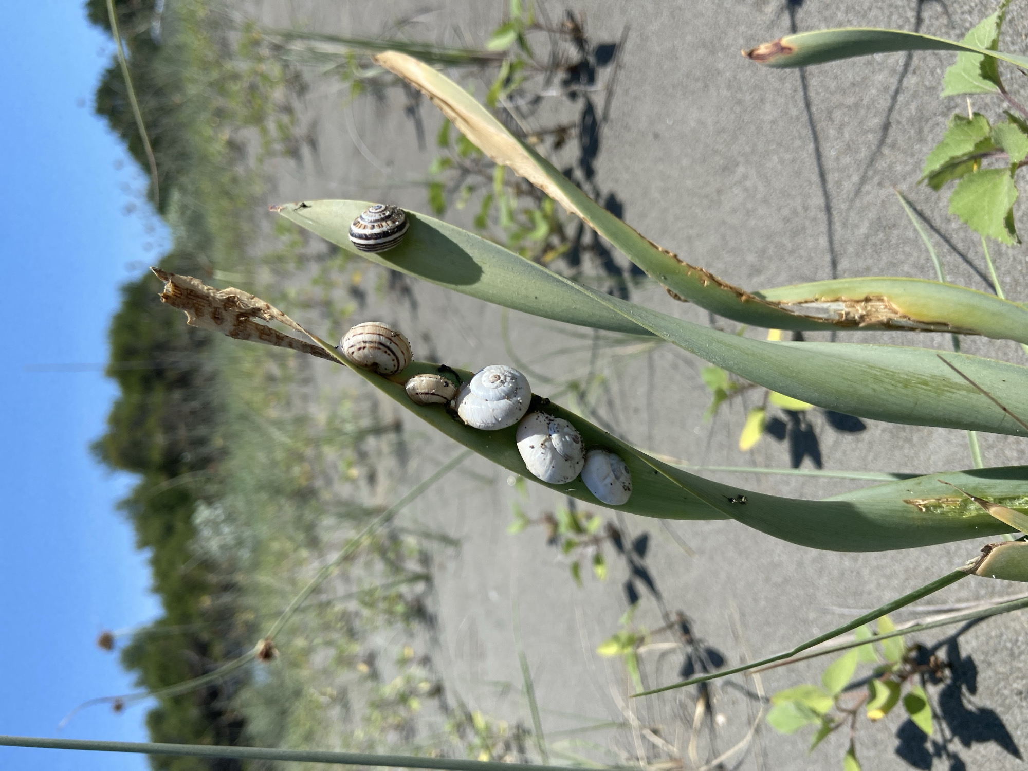 The image shows a close-up of several snails resting on green, blade-like leaves. Some leaves are partially withered. The snails vary in size and shell pattern, with some having white shells and others having striped patterns. The leaves are set against a background of sandy terrain with sparse vegetation, suggesting a coastal or dune environment. The sky is blue in the background.