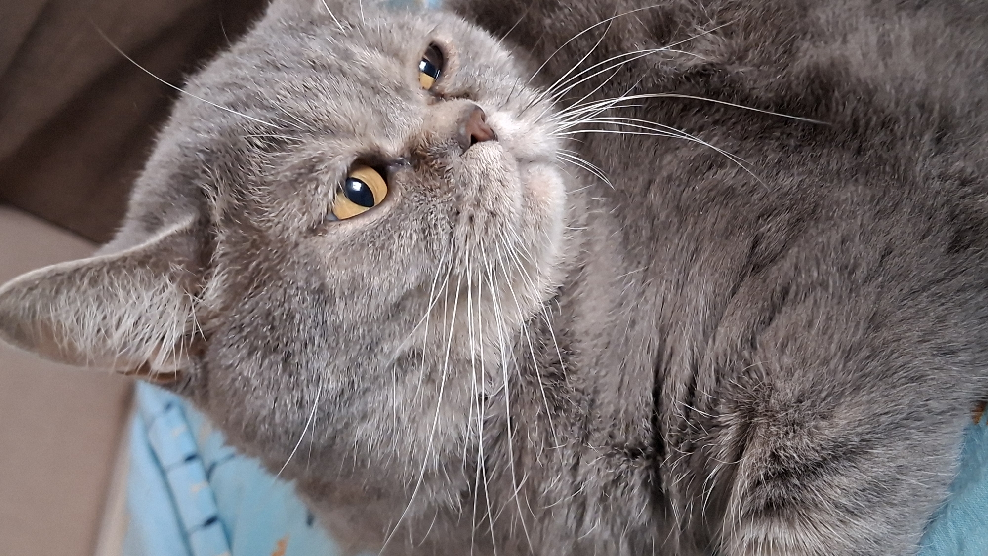 A close-up shot features a gray cat with yellow eyes, its head tilted, resting on a surface with a hint of blue fabric visible in the lower left corner. The location is unknown.