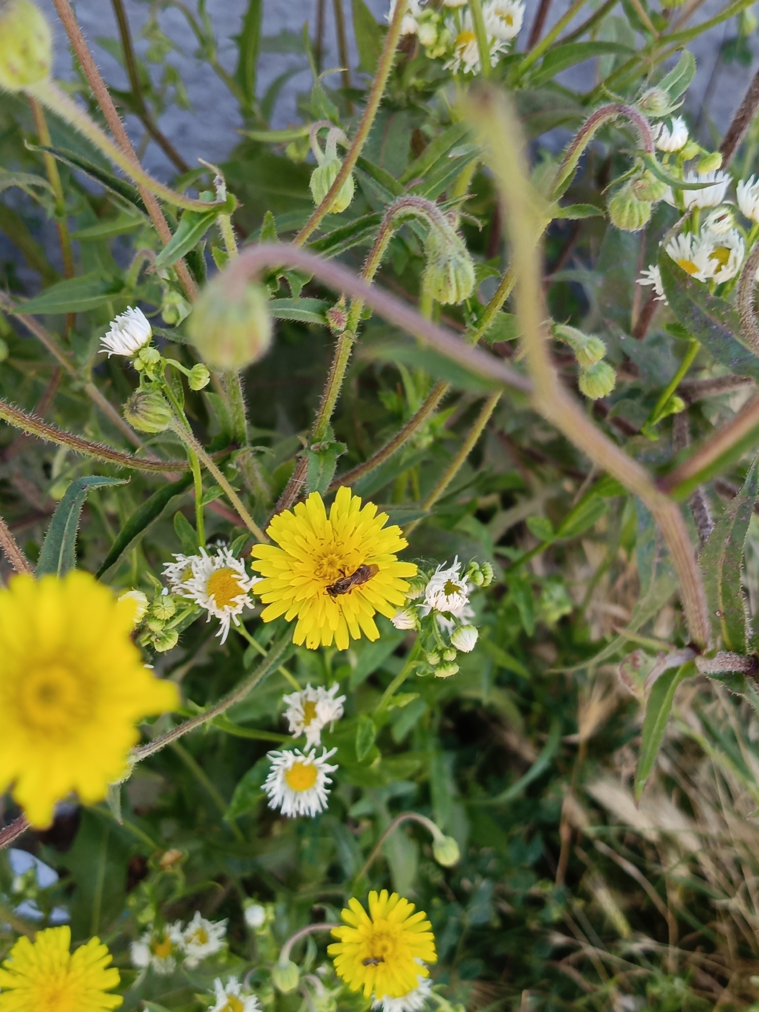A close-up, vertical shot captures a patch of wild flowers in Ust-Dzheguta, Russia. The foreground is dominated by blurred yellow and white flowers, with one prominent yellow flower in focus, hosting a small insect. Surrounding it are more delicate white flowers with yellow centers, and numerous green buds and stems. The background is a soft blur of green foliage and a light gray surface, likely a wall or building. The overall impression is a vibrant and detailed snapshot of nature's resilience in an urban environment.
