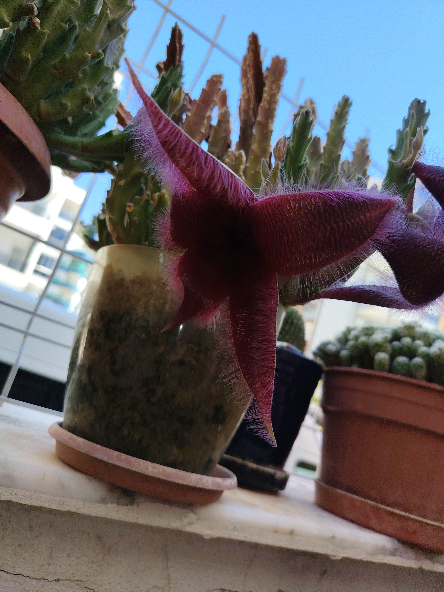 In the city of Konyaaltı, Turkey, an extreme close-up shot captures a vibrant, star-shaped, deep pinkish-red flower with fuzzy, white tendrils blooming outdoors. The flower is positioned in the foreground and appears to be a Stapelia or similar succulent bloom. Behind the flower, a cluster of various succulents are visible, some potted in terracotta and dark containers, others planted in what seems to be a tall, marbled pot. The background reveals a blurred cityscape with buildings, a bright blue sky, and a metal grate or fence structure. The overall setting suggests a balcony or windowsill, indicating a domestic or urban garden environment. The lighting is bright, suggesting daylight.