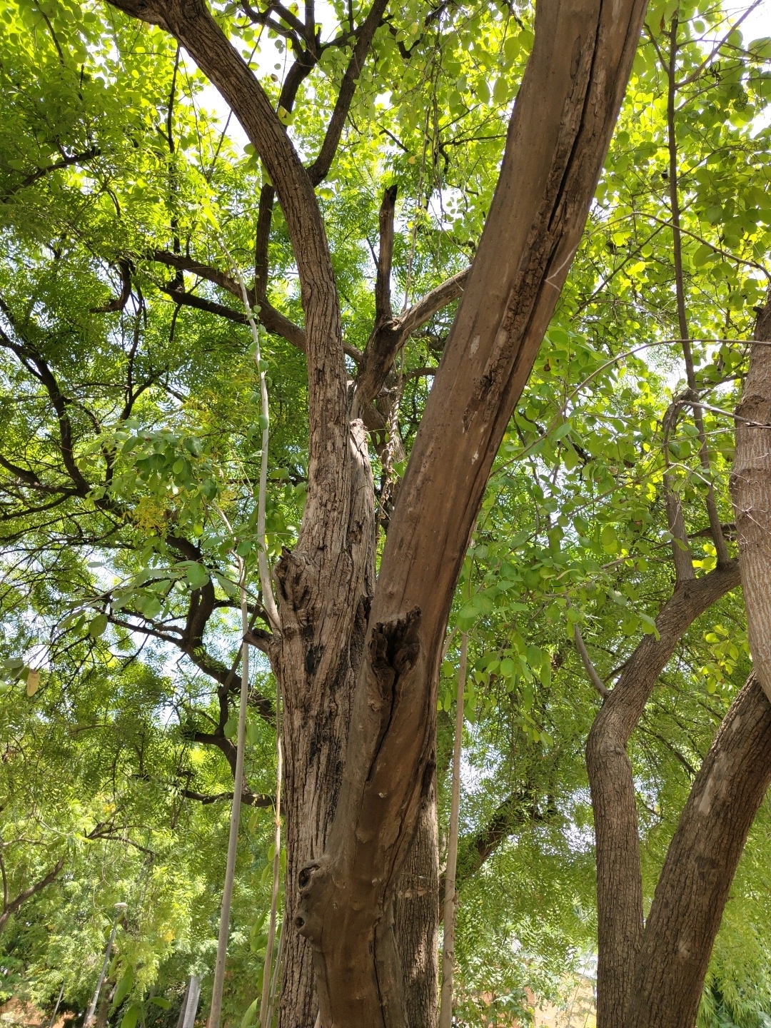 This image depicts a close-up view of the trunk and branches of a large tree, set against a backdrop of lush green foliage and a bright sky. The tree trunk is rough and gnarled, with visible textures and a prominent crack running vertically down its surface. Several branches extend upwards and outwards, some thicker and more robust, others thinner and delicate, all covered in vibrant green leaves that are illuminated by sunlight, creating a dappled effect. The scene is characteristic of a natural outdoor environment. The photograph was taken in Ahmedabad, India, specifically in the vicinity of Kankaria Lake, a popular recreational area known for its numerous trees and green spaces. There are no people or animals visible in the image. The environment is clean and well-maintained, suggesting it is a public park or garden.