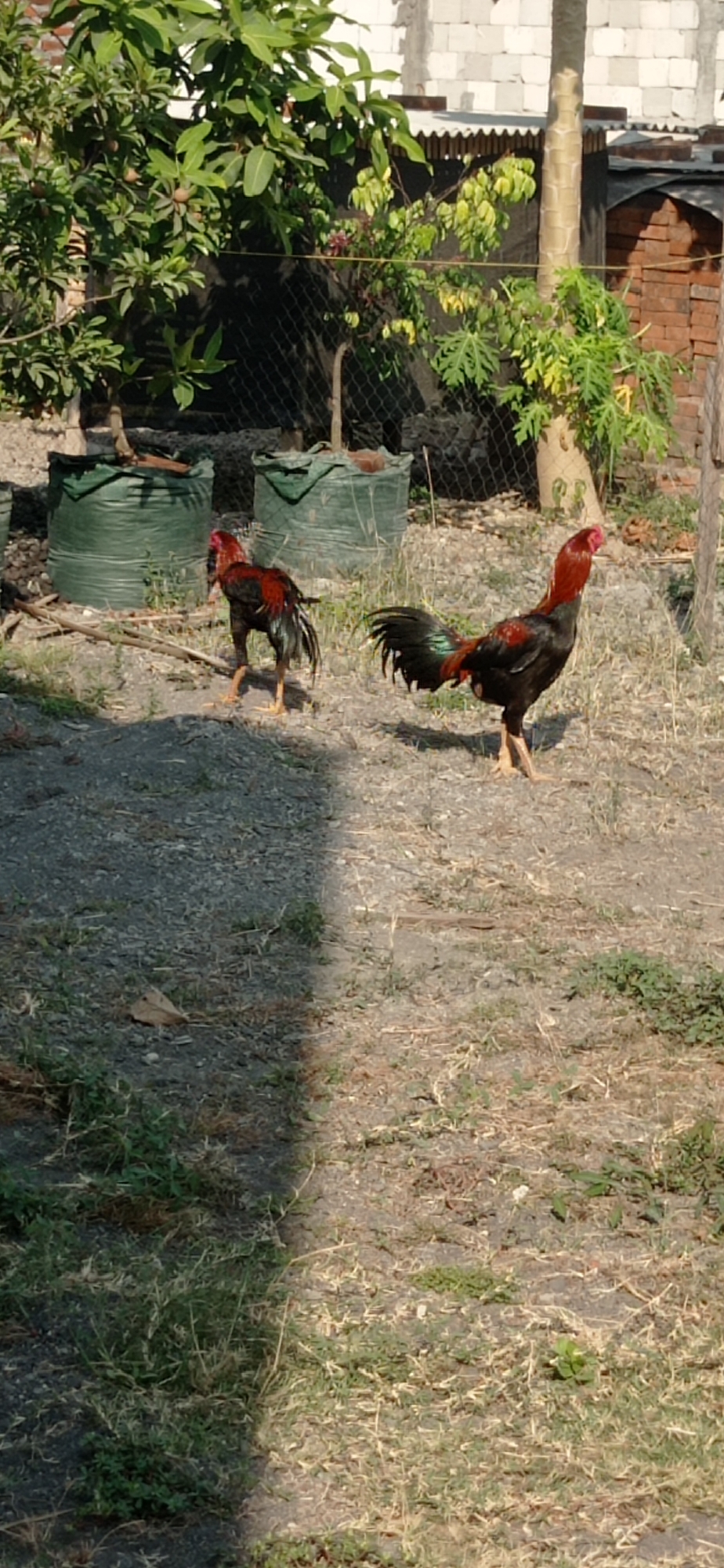 In Suruh, Indonesia, two roosters are pictured in a yard. The rooster on the left is dark red and black with a long tail. The rooster on the right is also dark red and black, with a more prominent red comb and wattle, and a long, iridescent tail. Both birds are standing on dry, gravelly ground with sparse vegetation. In the background, two large green sacks are visible, partially obscured by trees. Beyond the sacks, a fence and a brick wall can be seen. The scene is illuminated by bright sunlight, casting a distinct shadow across the ground.