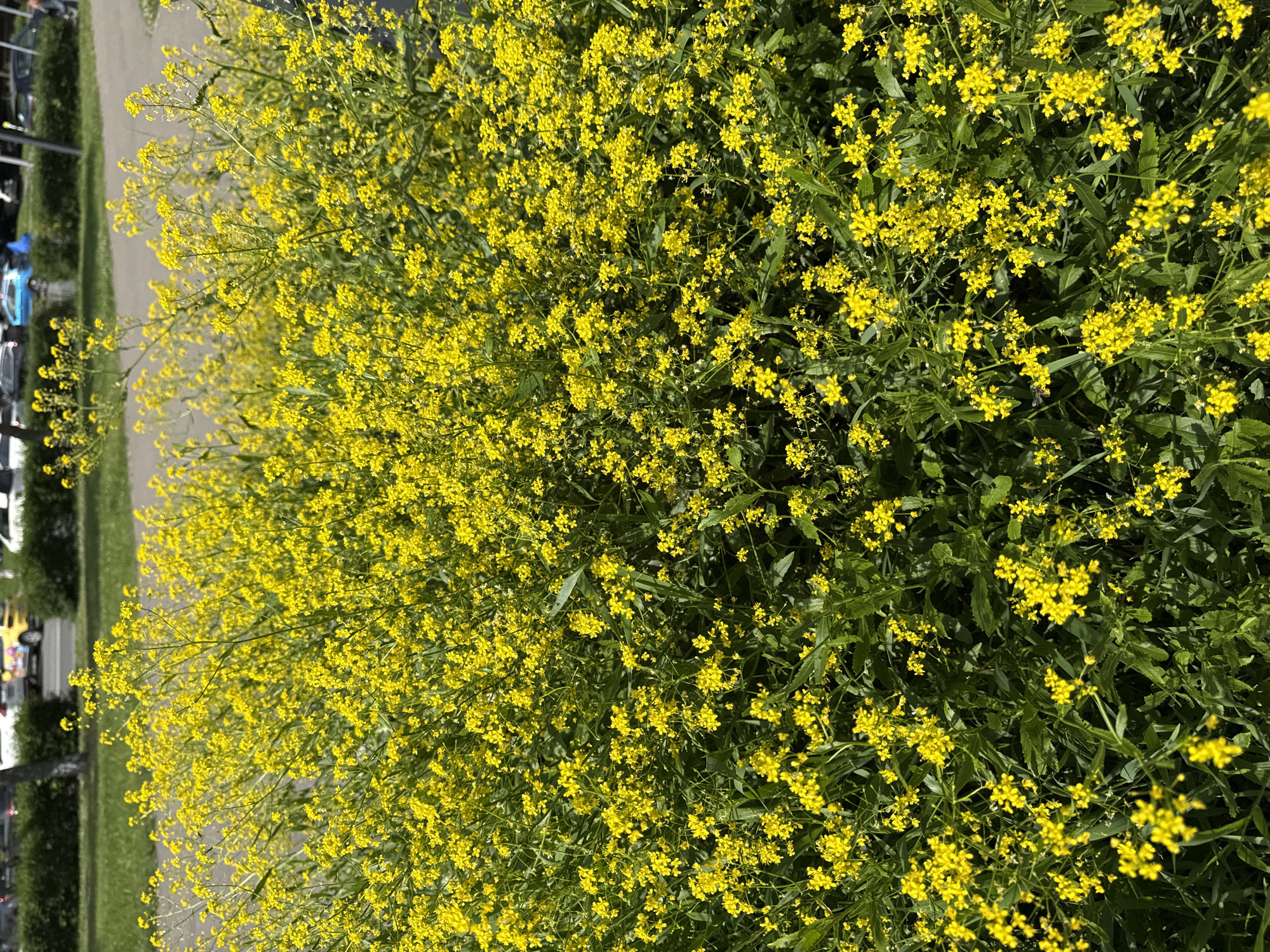 The image depicts a dense cluster of small yellow flowers with green foliage in the foreground. In the background, blurred out, there is a paved area, a strip of grass, and parked cars on a street, suggesting an urban environment. The lighting indicates it is daytime. The location is identified as Moscow, Russia.