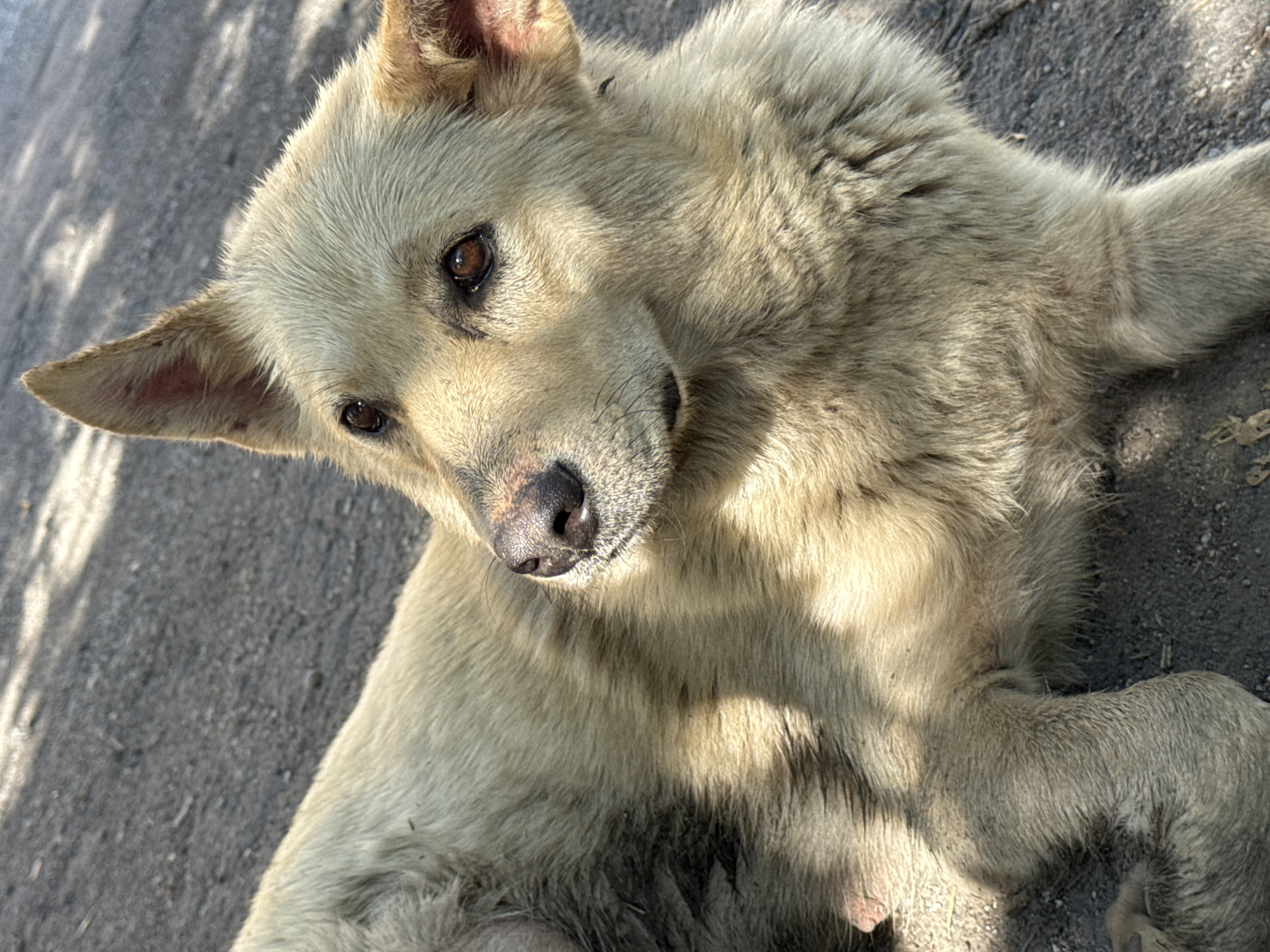 A light-colored dog with brown eyes lies on a dark, granular surface, possibly asphalt or dirt, speckled with dappled sunlight and shadows from an unseen overhead source. The dog is positioned on its left side, facing towards the upper right of the frame, with its head tilted slightly upwards. Its fur appears somewhat matted and dirty, particularly on its left side. The dog's ears are alert, with one standing upright and the other partially folded. The background is out of focus, showing only the continuation of the dark surface and shadows. There are no visible people or other objects of significance. The overall scene is a close-up portrait of the dog in a natural, outdoor setting.