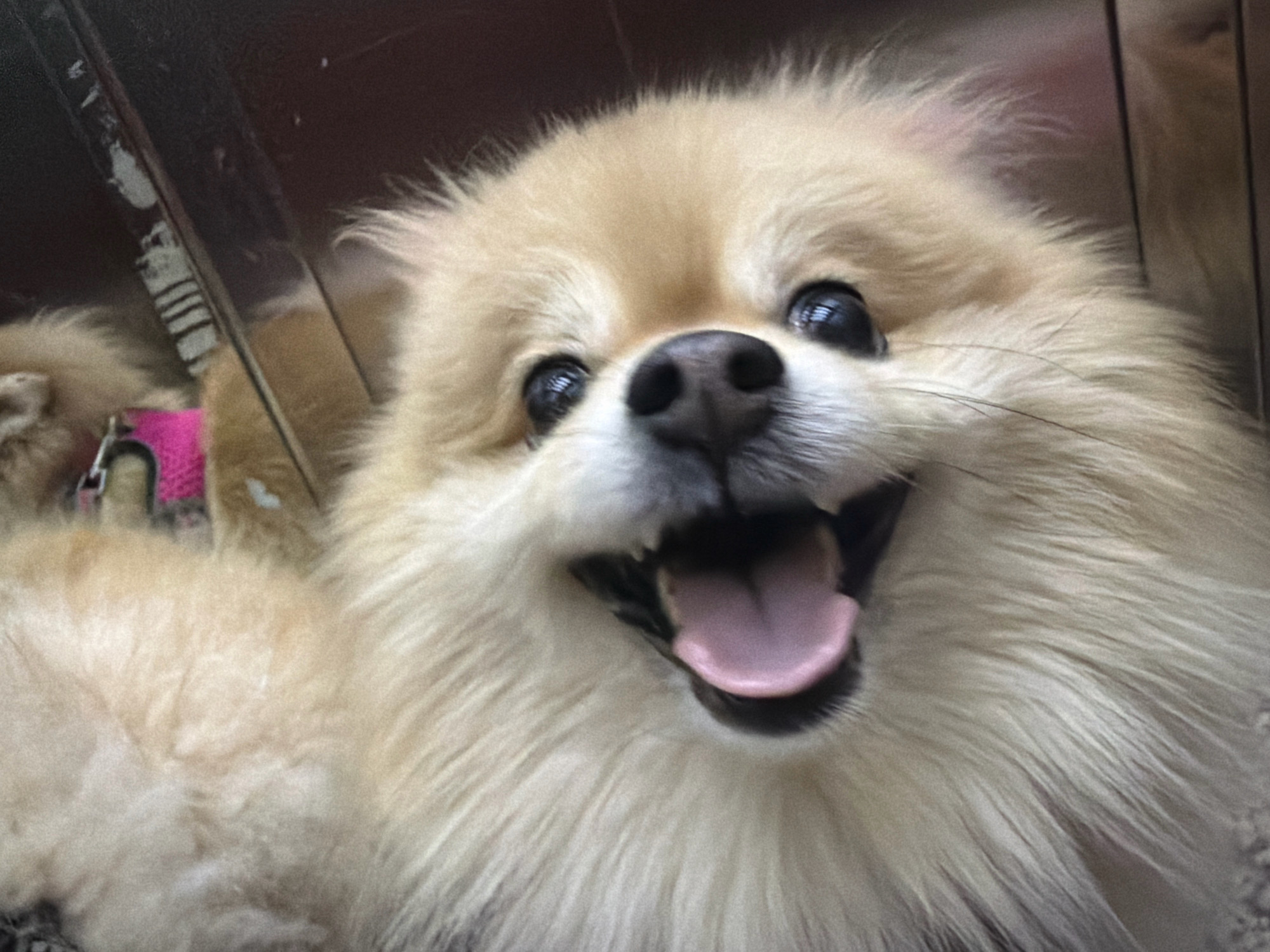 The image is a close-up, selfie-style photograph of a fluffy, light-brown Pomeranian dog with its tongue hanging out. The dog's eyes are wide and dark, and it appears to be looking directly at the camera. The background is dark and blurry, with some hints of wooden texture and a metallic surface on the left side. A pink dog harness is visible on the dog's chest. The photograph does not contain any discernible landmarks or features that would indicate a specific location within Tbilisi, Georgia. The scene appears to be indoors.