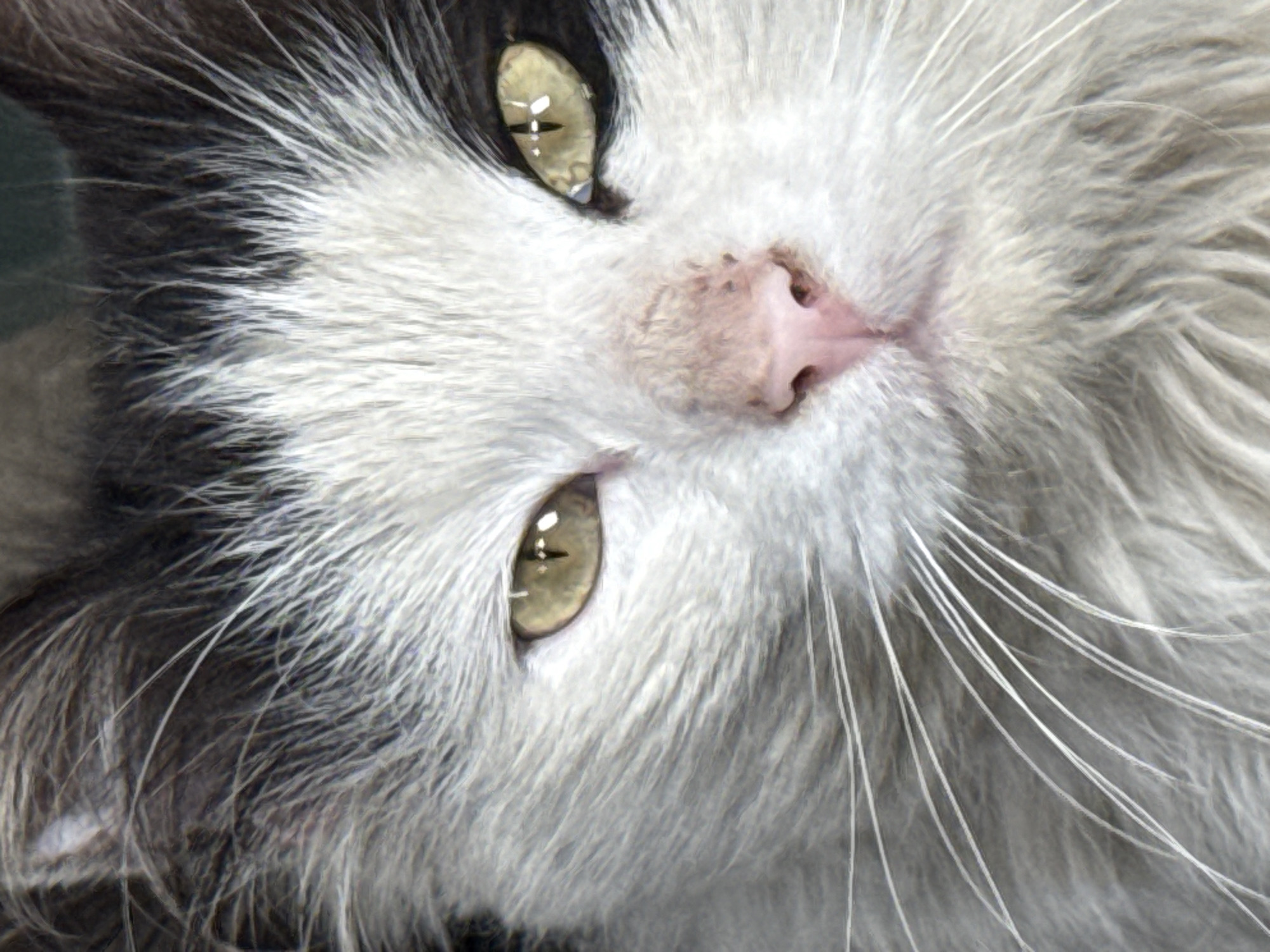 A close-up image of a cat's face, featuring a pink nose, golden-yellow eyes, and gray and white fur. The cat is looking slightly upward. The image provides a detailed view of the cat's facial features, showcasing the texture of its fur and the details of its eyes and nose. The scene is devoid of information pertaining to the city of Parvomai, Bulgaria.